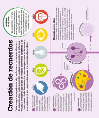 Memoria
a
corto
plazo
La
memoria
a
corto
plazo
retiene
entre
cinco
y
siete
recuerdos,
como
números
de
teléfono
o
direcciones,
que
se
conservan
solo
el
tiempo
necesario.
Repetirnos
la
información
sirve
para
alargar
el
recuerdo,
pero
es
fácil
olvidarlo
si
nos
distraemos.
Se
cree
que
la
memoria
a
corto
plazo
se
basa
en
modelos
de
actividad
temporal
en
la
corteza
prefrontal
del
cerebro.
Creación
de
recuerdos
Cada
vez
que
se
experimenta
algo,
se
forma
un
recuerdo
en
el
cerebro.
Se
almacena
todo,
tanto
momentos
insulsos
como
puntos
de
inflexión
vitales;
la
frecuencia
con
la
que
se
recupera
el
recuerdo
determina
si
se
conserva
o
se
olvida.
Los
recuerdos
pasan
temporalmente
a
la
memoria
a
corto
plazo
y,
si
son
importantes,
pasan
a
la
memoria
a
largo
plazo.
Recuerdo
final
Los
recuerdos
anteriores
aportan
contexto
Neurona
Los
recuerdos
no
importantes
se
pierden
R
E
C
U
E
R
D
O
O
L
V
I
D
A
DO
S
E
F
O
R
M
A
E
L
R
E
C
U
E
R
D
O
C
O
D
I
F
I
C
A
C
I
Ó
N
C
O
N
S
O
L
I
D
A
C
I
Ó
N
T
A
C
T
O
O
Í
D
O
O
L
F
A
T
O
V
I
S
T
A
G
U
S
T
O
Señales
nerviosas
La
codificación
es
el
proceso
por
el
que
un
recuerdo
sensorial
se
convierte
en
uno
real.
Al
prestar
atención
al
recuerdo
sensorial,
este
penetra
en
la
conciencia
y
las
neuronas
que
codifican
el
recuerdo
se
activan
más
rápido.
Las
conexiones
neuronales
se
refuerzan
temporalmente
para
formar
un
recuerdo
a
corto
plazo.
2
1
Consolidación
Las
nuevas
experiencias
se
comparan
con
los
recuerdos
para
obtener
el
contexto
de
los
nuevos
recuerdos.
Los
vinculados
a
emociones
y
significados
son
más
sólidos;
es
menos
probable
que
se
pierdan.
Dormir
es
crucial
para
una
consolidación
efectiva.
3
Memoria
sensorial
Creamos
recuerdos
pasajeros
de
cualquier
cosa
que
entre
por
los
sentidos,
aunque
no
seamos
conscientes
de
ello.
Se
almacenan
en
la
memoria
sensitiva
y,
a
menos
que
se
transfiera
a
la
memoria
a
corto
plazo,
desaparece
en
menos
de
un
segundo.
¿QUÉ
SON
LOS
DÉJÀ
VU?
La
sensación
de
vivir
una
situación
no
vivida
quizá
se
produce
porque
se
rememora
un
recuerdo
parecido
y
se
confunde
con
el
presente,
por
lo
que
tenemos
la
sensación
de
reconocerlo
sin
un
recuerdo
concreto.
 