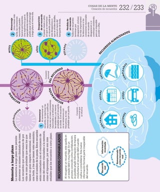 232 233
COSAS DE LA MENTE
Creación de recuerdos
Memoria
a
largo
plazo
La
memoria
a
largo
plazo
nos
permite
almacenar
un
número
ilimitado
de
cosas.
Los
recuerdos
que
conservamos
de
por
vida
es
más
probable
que
sean
los
que
tienen
un
gran
impacto
emocional,
como
una
boda,
y
los
que
tienen
valor
semántico,
como
el
nombre
de
la
pareja.
Estos
recuerdos
están
conectados
con
el
crecimiento
de
áreas
del
cerebro
vinculadas
a
la
memoria,
como
el
hipocampo,
por
eso
son
más
estables
que
los
recuerdos
a
corto
plazo.
Al
recuperar
un
recuerdo,
este
queda
en
un
estado
lábil
o
muy
frágil.
En
un
proceso
conocido
como
confabulación,
es
posible
añadir
información
de
manera
involuntaria
al
recuerdo
lábil
cuando
vuelva
a
consolidarse.
Esta
nueva
información
formará
parte
inseparable
del
recuerdo.
Conexión
neuronal
Conexión
neuronal
que
se
refuerza
R
E
C
U
E
R
D
O
O
L
V
I
D
A
DO
M
E
S
E
S
V
I
D
A
F
A
M
I
L
I
A
R
R
E
L
A
C
I
O
N
E
S
F
E
C
H
A
S
V
I
A
J
E
S
V
A
C
A
C
I
O
N
E
S
C
U
M
P
L
E
A
Ñ
O
S
A
Ñ
O
S
R
E
C
U
E
R
D
O
R
E
C
U
P
E
R
A
C
I
Ó
N
D
E
L
R
E
C
UERDO
D
É
C
A
D
A
S
RECUERDOS
CONFABULADOS
2
Almacenaje
Unos
meses
más
tarde,
las
conexiones
neuronales
pueden
hacerse
permanentes.
Una
experiencia
que
es
especialmente
memorable
puede
pasar
al
almacenaje
a
largo
plazo
el
mismo
día.
3
Desaparición
de
un
recuerdo
Si
pasan
meses
o
años
sin
que
se
rememore
un
recuerdo,
puede
que
este
desaparezca
o
que
se
olviden
detalles,
como
el
menú
del
banquete
de
boda.
4
Pérdida
de
un
recuerdo
Todos
los
recuerdos
terminan
por
desaparecer,
¡incluso
los
más
importantes!
Se
desconoce
si
las
conexiones
neuronales
de
un
recuerdo
desaparecen
o
si
continúan
existiendo,
pero
es
imposible
acceder
a
ellas.
1
Rememorar
Al
rememorar
un
recuerdo,
se
reactivan
las
neuronas
que
lo
codifican.
Cada
vez
se
crean
conexiones
neuronales
y
se
refuerzan
las
existentes,
y
es
menos
probable
que
el
recuerdo
se
olvide.
Si
el
recuerdo
no
se
rememora
con
frecuencia,
es
más
probable
que
se
pierda.
Recuerdo
real
Información
inventada
Rememorado
como
recuerdo
real
R
E
C
U
E
RDOS ALM
ACENADOS
 