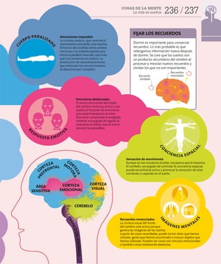 COSAS DE LA MENTE
La vida en sueños 236 237
Recuerdo
olvidado
Movimiento imposible
La corteza motora, que controla el
movimiento consciente, está inactiva.
El tronco del encéfalo envía señales
nerviosas a la médula espinal para
iniciar la parálisis muscular, que evita
que nos movamos en sueños. La
producción de neurotransmisores
que estimulan los nervios motores
se desactiva por completo.
Sensación de movimiento
Aunque no nos movamos al soñar, nos parece que lo hacemos.
El cerebelo, encargado de controlar la conciencia espacial,
puede encontrarse activo y provocar la sensación de estar
corriendo o cayendo en el sueño.
Recuerdos
mezclados
Emociones desbocadas
El centro emocional del medio
del cerebro está muy activo y eso
explica el huracán de emociones
que experimentamos al soñar.
Esta zona comprende la amígdala
cerebral, encargada de regular la
respuesta al miedo, que se activa
durante las pesadillas.
FIJAR LOS RECUERDOS
Dormir es importante para conservar
recuerdos. Lo más probable es que
retengamos información nueva después
de dormir. Se cree que los sueños son
un producto secundario del cerebro al
procesar y mezclar nuevos recuerdos y
olvidar los que no son importantes.
C
U
ERPO PARALIZA
D
O
ÁREA
SENSITIVA
CORTEZA
VISUAL
CEREBELO
CORTEZA
EMOCIONAL
T
R
O
N
C
O
D
E
L
E
N
C
É
F
A
L
O
C
ORTEZA
P
R
E
FRONTAL
COR
T
E
Z
A
MO
T
O
R
A
R
ESPUESTA EMOTIV
A
I
M
ÁGENES MENTAL
E
S
Recuerdos remezclados
La corteza visual del fondo
del cerebro está activa porque
genera las imágenes de los sueños
a partir de cosas recordadas; puede incluir sitios que hemos
visitado, gente que hemos encontrado o incluso objetos que
hemos utilizado. Pueden ser cosas con vínculos emocionales
o también cosas totalmente aleatorias.
C
O
N
CIENCIA ESPACI
A
L
 
