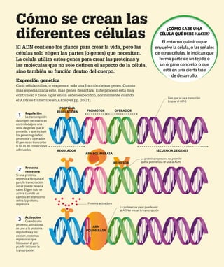 Cómo se crean las
diferentes células
El ADN contiene los planos para crear la vida, pero las
células solo eligen las partes (o genes) que necesitan.
La célula utiliza estos genes para crear las proteínas y
las moléculas que no solo definen el aspecto de la célula,
sino también su función dentro del cuerpo.
Expresión genética
Cada célula utiliza, o «expresa», solo una fracción de sus genes. Cuanto
más especializada esté, más genes desactiva. Este proceso está muy
controlado y tiene lugar en un orden específico, normalmente cuando
el ADN se transcribe en ARN (ver pp. 20-21).
La polimerasa ya se puede unir
al ADN e iniciar la transcripción
La proteína represora no permite
que la polimerasa se una al ADN
Proteína activadora
Gen que se va a transcribir
(copiar al ARN)
ARN POLIMERASA
REGULADOR
PROMOTOR OPERADOR
SECUENCIA DE GENES
REPRESOR
PROTEÍNA
REGULADORA
ARN
POLIMERASA
¿CÓMO SABE UNA
CÉLULA QUÉ DEBE HACER?
El entorno químico que
envuelve la célula, o las señales
de otras células, le indican que
forma parte de un tejido o
un órgano concreto, o que
está en una cierta fase
de desarrollo.
Regulación
La transcripción
de un gen necesario es
controlada por una
serie de genes que le
precede, y que incluye
los genes regulador,
promotor y operador.
El gen no se transcribe
si no es en condiciones
adecuadas.
Proteína
represora
Si una proteína
represora bloquea el
gen, la transcripción
no se puede llevar a
cabo. El gen solo se
activa cuando un
cambio en el entorno
retira la proteína
represora.
Activación
Cuando una
proteína activadora
se une a la proteína
reguladora y no
existen proteínas
represoras que
bloquean el gen,
puede iniciarse la
transcripción.
1
2
3
 