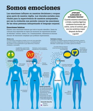 Somos emociones
Emociones básicas
Existen unas emociones básicas que todo el mundo identifica. Gente de
culturas muy separadas es capaz de reconocer las expresiones faciales
de felicidad, tristeza, miedo e ira. Combinándolas, obtenemos el enorme
abanico de emociones complejas que podemos experimentar.
Las emociones influyen en nuestras decisiones y ocupan
gran parte de nuestra vigilia. Los vínculos sociales eran
vitales para la supervivencia de nuestros antepasados,
por eso la evolución nos permite conocer las emociones
de las otras personas interpretando el lenguaje corporal.
Felicidad y tristeza
El cerebro y el intestino grueso producen hormonas, como la
serotonina, dopamina, oxitocina y endorfinas, que afectan a la
felicidad. Cuando bajan sus niveles, aparece la tristeza.
Miedo e ira
Las reacciones corporales al miedo y la ira son muy parecidas,
aunque se deban a diferentes hormonas. La interpretación
del cerebro es principalmente lo que determina si estamos
enfadados o asustados.
Sube sangre
al cerebro
Los músculos
se tensan
Sentir la emoción
Un estudio documentó
las sensaciones físicas
de las personas al
experimentar ciertas
emociones: las
sensaciones se veían
potenciadas (positiva)
o reducidas (negativa).
Aumenta la
frecuencia
cardiaca
Testículos y ovarios producen
testosterona si nos enfadamos
ADRENALINA
MIEDO IRA FELICIDAD TRISTEZA
Las glándulas suprarrenales
producen adrenalina cuando
nos asustamos
SEROTONINA
Los ojos se entornan,
salen patas de gallo
Sube la
frecuencia
cardiaca
TESTOSTERONA
Dientes
apretados
Menor
sensación en
la pierna
Sensación
de bienestar
repartida por
el cuerpo
El cerebro libera la mayoría
de las hormonas relacionadas
con la felicidad
El intestino
grueso genera
gran cantidad
de serotonina
Positiva
Negativa
Sensación descrita
¿POR QUÉ
LLORAMOS SI
ESTAMOS TRISTES?
Cuando estamos estresados
o tristes, nuestras lágrimas
contienen hormonas del
estrés, como el cortisol, ¡por
eso nos sentimos mejor
después de llorar
a gusto!
 