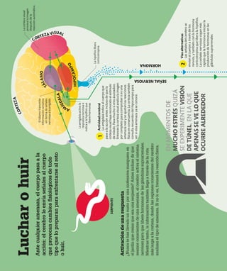 Vías
alternativas
Las
señales
del
cerebro
se
envían
al
cuerpo
a
través
de
los
nervios,
y
también
con
la
hormona
corticotropina
que
libera
la
hipófisis.
Las
señales
nerviosas
viajan
más
rápido
que
la
hormona
e
inician
la
producción
de
hormonas
en
las
glándulas
suprarrenales.
Activación
de
una
respuesta
¿Nunca
te
has
llevado
un
susto
por
una
inofensiva
manguera
en
el
jardín
que
creías
que
era
una
serpiente?
Antes
incluso
de
que
seamos
conscientes
de
una
amenaza,
el
cerebro
activa
el
sistema
nervioso
para
que
libere
hormonas
de
las
glándulas
suprarrenales.
Mientras
tanto,
la
información
también
llega
a
través
de
la
ruta
más
larga
a
la
corteza,
donde
las
regiones
conscientes
del
cerebro
analizan
el
tipo
de
amenaza.
Si
no
lo
es,
frenará
la
reacción
física.
Actividad
cerebral
La
amígdala
indica
al
cuerpo
que
pase
a
la
acción
antes
incluso
de
que
la
corteza
visual
haya
reconocido
el
estímulo
de
miedo.
Pasa
mucho
si
eres
asustadizo.
Entonces
la
corteza
visual
analiza
la
imagen
por
completo
para
comprobar
si
es
una
amenaza
real
y
se
ajustan
las
reacciones
físicas
en
consecuencia.
La
corteza
también
consulta
recuerdos
del
hipocampo
para
ver
si
esta
amenaza
ya
se
conoce.
La
corteza
visual
procesa
la
imagen
después
de
la
reacción
automática
El
tálamo
transmite
información
sensitiva
en
forma
de
señales
nerviosas
a
la
amígdala
La
hipófisis
libera
corticotropina
La
amígdala
activa
la
respuesta
nerviosa
e
indica
a
la
hipófisis
que
libere
hormonas
SERPIENTE
HORMONA
SEÑAL
NERVIOSA
2
1
Luchar
o
huir
Ante
cualquier
amenaza,
el
cuerpo
pasa
a
la
acción:
el
cerebro
le
envía
señales
al
cuerpo
que
provocan
cambios
fisiológicos
de
todo
tipo
que
lo
preparan
para
enfrentarse
al
reto
o
huir.
CORTEZA VISUAL
C
O
R
T
E
Z
A
T
Á
L
A
M
O
A
M
Í
G
D
A
L
A
H
I
P
O
C
A
M
P
O
EN
MOMENTOS
DE
MUCHO
ESTRÉS
QUIZÁ
SE
EXPERIMENTE
VISIÓN
DE
TÚNEL,
EN
LA
QUE
APENAS
SE
VE
LO
QUE
OCURRE
ALREDEDOR
 