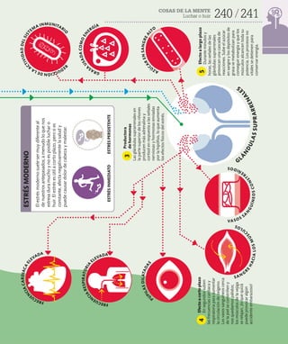 COSAS DE LA MENTE
Luchar o huir 240 241
G
R
A
S
A
U
S
A
D
A
C
O
M
O
E
N
ERGÍA
F
R
E
C
U
E
N
C
I
A
R
E
S
P
I
R
A
T
O
R
I
A
ELEVADA
VA SOS SA
N
G
U
Í
N
E
O
S
C
O
N
S
T
R
E
Ñ
I
D
O
S
A
Z
Ú
C
A
R
E
N
S
A
N
G
R
E
A
L
TO
P
U
P
I
L
A
S
D
I
L
A
T
A
D
A
S
F
R
E
C
U
E
N
C
I
A
C
A
R
D
I
A
C
A
E
L
EVADA
Efecto
a
largo
plazo
Durante
minutos
y
horas,
las
señales
de
las
glándulas
suprarrenales
provocan
una
cascada
de
reacciones.
Sube
el
azúcar
en
sangre
y
los
depósitos
de
grasa
se
metabolizan
para
conseguir
energía
y
que
los
músculos
alcancen
toda
su
potencia.
Los
procesos
no
vitales
se
detienen
para
conservar
energía.
ESTRÉS
INMEDIATO
ESTRÉS
PERSISTENTE
ESTRÉS
MODERNO
SAN G
R
E
H
A
C
I
A
L
O
S
M
Ú
S
C
U
L
O
S
R
E
D
U
C
C
I
Ó
N
D
E
L
A
A
C
T
I
V
I
D
A
D
D
E
L
S
I
S
T
EM
A INMUNITARI
O
5
Efecto
a
corto
plazo
En
segundos
suben
las
frecuencias
cardiaca
y
respiratoria
para
aumentar
la
circulación
de
oxígeno.
Los
vasos
sanguíneos
cerca
de
la
piel
se
constriñen
y
nos
quedamos
pálidos;
los
músculos
de
la
vejiga
se
relajan,
¡lo
que
quizá
puede
provocar
algún
accidente
embarazoso!
Productora
de
hormonas
Las
glándulas
suprarrenales
en
la
parte
superior
de
los
riñones
producen
más
adrenalina
y
cortisol
en
respuesta
a
las
señales
nerviosas
y
hormonas
enviadas
por
la
hipófisis,
lo
que
aumenta
los
efectos
físicos
del
estrés.
4
3
El
estrés
moderno
suele
ser
muy
diferente
al
de
nuestros
antepasados;
a
menudo
lo
que
nos
estresa
dura
mucho
y
no
es
posible
luchar
o
huir.
El
estrés
es
útil
a
corto
plazo,
pero
si
es
constante,
afecta
negativamente
la
salud
y
puede
causar
dolor
de
cabeza
y
malestar.
GL
Á
N
D
U
L
A
S
S
U
P
R
A
R
R
E
N
A
L
E
S
 