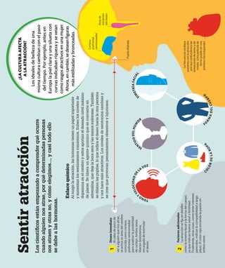 La
frecuencia
cardiaca
aumenta
con
la
atracción,
por
eso
confundimos
las
sensaciones
de
amor
y
de
miedo.
¡Una
película
de
terror
puede
ser
una
primera
cita
estupenda!
¿LA
CULTURA
AFECTA
A
LA
ATRACCIÓN?
Los
ideales
de
belleza
de
una
misma
cultura
cambian
con
el
paso
del
tiempo.
Por
ejemplo,
antes
en
Europa
la
piel
clara
y
una
silueta
con
curvas
indicaban
riqueza
y
se
veían
como
rasgos
atractivos
en
una
mujer.
Ahora,
en
cambio,
se
desean
figuras
más
estilizadas
y
bronceadas.
Sentir
atracción
Los
científicos
están
empezando
a
comprender
qué
ocurre
cuando
alguien
nos
atrae,
por
qué
determinadas
personas
nos
atraen
y
otras
no,
y
cómo
elegimos...,
y
casi
todo
ello
se
debe
a
las
hormonas.
Deseo
inmediato
Al
cabo
de
poco
de
ver
a
alguien
que
nos
atrae,
se
activa
un
área
del
cerebro
conocida
como
corteza
prefrontal
ventromedial
para
analizar
la
posibilidad
de
cortejo.
Ambos
sexos
liberan
testosterona,
encargada
de
estimular
el
deseo.
1
Factores
adicionales
La
atracción
se
fija
en
detalles
como
la
simetría
facial
y
la
forma
del
cuerpo,
ya
que
indican
buena
salud
y
fertilidad.
Finalmente,
otras
cosas,
como
tener
intereses
parecidos,
indican
la
compatibilidad
a
largo
plazo.
El
color
rojo
enciende
la
pasión
en
ambos
sexos.
2
Área
de
iniciación
del
deseo
Corteza
prefrontal
ventromedial
Enlace
químico
Al
surgir
la
atracción,
las
hormonas
tienen
un
papel
importante
y
aumentan
los
sentimientos
románticos.
Suben
los
niveles
de
dopamina
en
el
cerebro
y
estos
aportan
el
deseado
nivel
máximo
de
placer.
Se
libera
un
agente
químico
que
se
convierte
en
adrenalina,
que
deja
la
boca
seca
y
las
manos
sudorosas.
También
se
dilatan
las
pupilas,
lo
que
indica
el
deseo
hacia
la
otra
persona
y
nos
hace
más
atractivos.
Los
niveles
de
serotonina
cambian
y
se
cree
que
provocan
pensamientos
obsesivos
y
lujuriosos.
Pupila
dilatada
T
O
N
O
Y
V
E
L
O
C
I
D
A
D
D
E
LA
VOZ
S
E
N
T
I
D
O
D
E
L
H
U
M
O
R
S
I
M
E
T
R
Í
A
F
A
C
I
A
L
F
O
R
M
A
D
E
L
C
U
E
R
P
O
C
O
L
O
R
D
E
L
A
R
O
P
A
 