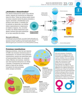22 23
BAJO EL MICROSCOPIO
Cómo se crean las diferentes células
Aceleración
Las enzimas son proteínas
que aceleran las reacciones
químicas, como las que
descomponen los alimentos.
Proteínas constitutivas
Algunas proteínas, como las que reparan
el ADN o las enzimas necesarias para el
metabolismo, se conocen como proteínas
constitutivas, porque son esenciales para
el funcionamiento básico de cualquier
célula. Muchas son enzimas, mientras
que otras aportan estructura a la célula
o ayudan a transportar las sustancias
dentro y fuera de las células.
Los genes de estas proteínas
están siempre activados.
¿Activados o desactivados?
Las células embrionarias nacen como células
madre, capaces de convertirse en diferentes
tipos de célula. Todas las células madre tienen
el mismo conjunto inicial de genes activados y
siguen creciendo y dividiéndose para
producir más células. A medida que
el embrión se desarrolla, sus células
deben especializarse y organizarse
en tejidos y órganos. Así, al recibir
la señal, las células desactivan unos
genes y activan otros para convertirse
en un tipo específico de célula.
Apoyo
Todas las células
presentan proteínas
estructurales. Dan
forma a la célula
y mantienen los
orgánulos en
su lugar.
Mudanzas
Proteínas especiales
se ocupan de mover
los materiales por
el cuerpo o hacer
que crucen las
membranas
celulares.
Marcando la diferencia
A medida que crece el embrión, una célula madre destinada a ser
una neurona activará los genes necesarios para que aparezcan las
dendritas y el axón, mientras que otra célula madre activará
diferentes genes para convertirse en una célula epitelial (cutánea).
A las seis semanas, el embrión
tiene todos los órganos internos
necesarios que le definirán como
macho o hembra. Si es un embrión
masculino, en esta fase se activará
el gen del cromosoma Y para
producir las hormonas que
desarrollarán los órganos de
reproducción masculinos y harán
degenerar los órganos femeninos.
El motivo por el que los hombres
presentan pezones aparentemente
inútiles es porque estos se forman
durante las primeras seis semanas,
aunque su desarrollo posterior
depende de si están en un entorno
hormonal masculino o femenino.
¿NIÑO O NIÑA?
Proteína estructural
CÉLULA MADRE
EMBRIONARIA
ESTRUC
T
U
R
A
TRAN
S
P
O
R
T
E
E
N
Z
I
M
A
S
Proteína
transportadora
Dendrita
Axón
Enzima
División
química
gracias a
laenzima
Gen de célula epitelial
Gen de neurona
Célula madre
precursora de
una neurona
Célula madre
precursora de
una célula
epitelial
NEURONA
CÉLULA EPITELIAL
 