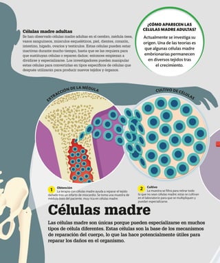 Células madre
Las células madre son únicas porque pueden especializarse en muchos
tipos de célula diferentes. Estas células son la base de los mecanismos
de reparación del cuerpo, lo que las hace potencialmente útiles para
reparar los daños en el organismo.
Células madre adultas
Se han observado células madre adultas en el cerebro, médula ósea,
vasos sanguíneos, músculos esqueléticos, piel, dientes, corazón,
intestino, hígado, ovarios y testículos. Estas células pueden estar
inactivas durante mucho tiempo, hasta que se las requiera para
que sustituyan células o reparen daños; entonces empiezan a
dividirse y especializarse. Los investigadores pueden manipular
estas células para convertirlas en tipos específicos de células que
después utilizarán para producir nuevos tejidos y órganos.
¿CÓMO APARECEN LAS
CÉLULAS MADRE ADULTAS?
Actualmente se investiga su
origen. Una de las teorías es
que algunas células madre
embrionarias permanecen
en diversos tejidos tras
el crecimiento.
Obtención
La terapia con células madre ayuda a reparar el tejido
dañado tras un infarto de miocardio. Se toma una muestra de
médula ósea del paciente, muy rica en células madre.
Cultivo
La muestra se filtra para retirar todo
lo que no sean células madre; estas se cultivan
en el laboratorio para que se multipliquen y
puedan especializarse.
1 2
EXTRACCIÓN DE LA MÉDULA CULTIVO DE CÉLULAS
 
