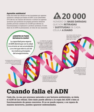 Cuando falla el ADN
Cada día, ya sea por procesos naturales o por factores ambientales, se daña
el ADN de las células. Este daño puede afectar a la copia del ADN o bien al
funcionamiento de genes concretos. Si no se puede reparar, o se repara de
manera incorrecta, pueden aparecer enfermedades.
Agresión ambiental
Cada día todas las células se ven inundadas por agentes
químicos y energía que dañan el ADN. La luz ultravioleta
(UV) del sol, las toxinas del entorno e incluso los agentes
químicos que producen los propios procesos celulares
pueden provocar cambios en el ADN que afecten su
funcionamiento al replicarse o producir proteínas. Si este
daño en el ADN es permanente, se trata de una mutación.
La rotura de una de
las cadenas provoca
que se pierda una base,
lo que resulta en errores
de emparejamiento al
copiar el ADN
La radiación, los agentes
químicos o los radicales libres
del oxígeno rompen la doble
cadena. Las reparaciones
incorrectas pueden causar
la reordenación del ADN y
provocar enfermedades
Las toxinas de la contaminación
o el tabaco se unen a las bases
y crean mutaciones que pueden
derivar en tumores
Las uniones entre las mismas
bases de la misma cadena
desenrollan la hélice y no
dejan que se copie
Las bases anormales aparecen
cuando los agentes químicos
cambian la estructura de la
molécula base y provocan
errores de emparejamiento
NÚMERO DE BASES DAÑADAS
QUE SON RETIRADAS
Y SUSTITUIDAS DE CADA
CÉLULA A DIARIO
¿SIEMPRE SE PUEDE
REPARAR EL DAÑO?
La capacidad para reparar
el ADN disminuye con la edad.
Los errores se van acumulando,
y se cree que este es uno de
los motivos principales
del envejecimiento.
20 000
 