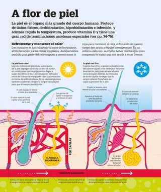 A flor de piel
La piel es el órgano más grande del cuerpo humano. Protege
de daños físicos, deshidratación, hiperhidratación e infección, y
además regula la temperatura, produce vitamina D y tiene una
gran red de terminaciones nerviosas especiales (ver pp. 74-75).
Refrescarse y mantener el calor
Los humanos se han adaptado al calor de los trópicos,
al frío del ártico y a los climas templados. Aunque hemos
perdido gran parte del pelo corporal y necesitamos la
La piel con frío
Cuando hace frío, se potencia la retención
del calor en la piel. Unos diminutos músculos
levantan los pelos para atrapar el calor
cerca de la piel. Además, los músculos
de la red capilar no dejan que la
sangre caliente fluya hacia las
capas superiores de la piel.
La piel con calor
Los tres millones de glándulas sudoríparas
de la piel segregan cada día un litro de sudor;
en condiciones extremas podemos llegar a
sudar diez litros al día. La evaporación del sudor
retira del cuerpo la energía del calor. Los músculos
en forma de anillo alrededor de los vasos sanguíneos
también colaboran: dirigen la sangre hacia la piel
para que el cuerpo pierda calor.
Las gotitas de
sudor se evaporan
y se llevan el calor Se detiene la
producción
de sudor
El músculo erector
del pelo se contrae
ropa para mantener el calor, el fino vello de nuestro
cuerpo nos ayuda a regular la temperatura. En un
entorno caluroso, es crucial beber mucha agua para
compensar el sudor que nos ayuda a estar frescos.
RED
CAPILAR
GLÁNDULA
SUDORÍPARA
TORRENTE SANGUÍNEO
El músculo capilar se contrae y reduce el flujo
de sangre hacia las capas exteriores de la piel
El pelo baja para liberar
el calor a su alrededor
El pelo se levanta para
retener el calor circundante
Aparece el bulto de
«piel de gallina»
alrededor del pelo
El calor sube de la red
capilar a la superficie
de la piel
El músculo de la red capilar se relaja y desvía
la sangre hacia las capas exteriores de la piel
El músculo erector del pelo se
relaja para que quede plano
La grasa
de la capa
más interna
de la piel
retiene el calor
 