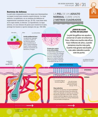 30 31
UN BUEN SOPORTE
A flor de piel
Barreras de defensa
La piel está compuesta por tres capas que desempeñan
un papel crucial para nuestra supervivencia. La capa
externa, la epidermis, es un sistema de defensa en
regeneración constante (ver pp. 32-33), cuya base está
en la capa media, la dermis. La hipodermis, la capa
interna, es una cámara de grasa que conserva el calor,
protege los huesos y aporta energía (ver pp. 158-159).
Aceite antibacteriano
Las glándulas segregan
un aceite, el sebo, en
los folículos pilosos
para acondicionar el
pelo e impermeabilizar
la piel. El sebo también
limita el crecimiento de
bacterias y hongos.
Paso selectivo
La piel es una barrera con permeabilidad
selectiva y permite el paso de sustancias,
como, por ejemplo, la nicotina y la morfina
de parches aplicados sobre ella. También
cruzan la barrera algunas cremas, como los
protectores solares, las cremas hidratantes
y las pomadas antisépticas.
Protección contra
la luz ultravioleta
La piel sintetiza vitamina D con
luz ultravioleta. Sin embargo,
un exceso de esta luz puede
provocar cáncer de piel. Un
pigmento cutáneo llamado
melanina ayuda a mantener
el equilibrio (ver pp. 32-33).
La glándula
sebácea
segrega sebo
Microbio
Las células de la piel se
regeneran sin parar
¿SIRVE DE ALGO
LA PIEL DE GALLINA?
La piel de gallina nos ayuda a
conservar el calor en entornos
fríos, si bien era mucho más eficaz
hace millones de años, cuando
teníamos mucho más pelo.
Cuanto más grueso sea el pelo,
más calor retendrá cuando
esté de punta.
HIPODERMIS
EPIDERMIS
DERMIS
La nicotina llega al
torrente sanguíneo
Sebo Luz ultravioleta
La epidermis envuelve todo
el bulbo piloso
Uno de los tipos
de terminaciones
nerviosas de la piel
(ver pp. 74-75)
LA PIEL DE UN ADULTO
NORMAL CUBRE UNOS
2 METROS CUADRADOS
PARCHE DE NICOTINA
BULBO
PILOSO
T
A
L
L
O
P
I
L
O
S
O
 