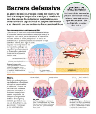 Barrera defensiva
La piel es la frontera que nos separa del exterior, un
límite infranqueable para los enemigos e inexistente
para los amigos. Sus principales características de
defensa son una capa exterior en perpetua renovación
y un pigmento que nos protege de los rayos ultravioletas.
Una capa en constante renovación
La epidermis es como una cinta transportadora de células:
se forman de manera continua en su base (capa basal) y se
desplazan hacia arriba, hacia la superficie. A medida que
avanzan, pierden su núcleo, se aplanan y se llenan de
proteína dura, o queratina, para acabar formando la capa
protectora exterior. Esta capa se gasta
sin parar y se va reponiendo con
nuevas células. Al llegar a la
superficie, las células mueren,
se desprenden... y pasan a
formar parte del polvo de
nuestra casa.
Piel joven
Las fibras de colágeno y elastina son
duras y mantienen la piel lisa y firme.
Mantener una hidratación adecuada
y una dieta sana ayuda a conservar
joven la piel.
Piel envejecida
Las fibras de colágeno y elastina son
ya débiles y por eso la piel presenta
arrugas en la superficie. El tabaco, la
luz del sol y una mala dieta aceleran
el proceso de envejecimiento.
Defensa transparente
Como la epidermis va perdiendo
células, los tatuajes se hacen a
mayor profundidad, en la dermis.
La epidermis es transparente, y
por eso se ven. Capa basal
Matriz
La dermis, una capa gruesa
que da fortaleza y flexibilidad
a la piel, se encuentra bajo
la epidermis. Contiene las
terminaciones nerviosas,
glándulas sudoríparas y
sebáceas, raíces pilosas
y vasos sanguíneos. Se
compone principalmente
de fibras de colágeno y
elastina, que forman una
especie de matriz que deja
que se estire y contraiga
la piel ante la presión.
Las células muertas caen
EPIDERMIS
Fibra de elastina Fibras debilitadas
Arruga
Fibra de colágeno
Las células suben por la epidermis
Se forman nuevas
células en la capa basal
Tatuaje
¿SON ÚNICAS LAS
HUELLAS DACTILARES?
Las formas de los surcos de las
yemas de los dedos son únicas, y
vuelven a crecer exactamente
igual tras una lesión... por
suerte para las pesquisas
de la policía.
DERMIS
HIPODERMIS
 