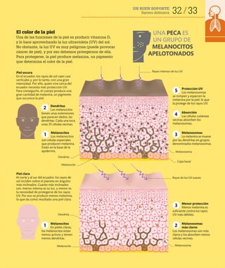 32 33
UN BUEN SOPORTE
Barrera defensiva
El color de la piel
Una de las funciones de la piel es producir vitamina D,
y lo hace aprovechando la luz ultravioleta (UV) del sol.
No obstante, la luz UV es muy peligrosa (puede provocar
cáncer de piel), y por eso debemos protegernos de ella.
Para protegerse, la piel produce melanina, un pigmento
que determina el color de la piel.
UNA PECA ES
UN GRUPO DE
MELANOCITOS
APELOTONADOS
Capa basal
Piel clara
Al norte y al sur del ecuador, los rayos de
sol inciden sobre el planeta en ángulos
más inclinados. Cuanto más inclinados
son, menos intensa es su luz, y menor es
la necesidad de protegerse de los rayos
UV. Por eso se produce menos melanina,
lo que da como resultado una piel clara.
Rayos de luz UV suaves
Piel oscura
En el ecuador, los rayos de sol caen casi
verticales y, por lo tanto, con una gran
intensidad. Por ello, quien vive cerca del
ecuador necesita más protección UV.
Para conseguirlo, el cuerpo produce una
gran cantidad de melanina, un pigmento
que oscurece la piel.
Rayos intensos de luz UV
Protección UV
Los melanosomas
se rompen y esparcen la
melanina por la piel, lo que
la protege de los rayos UV.
Menor protección
Menos melanina es
suficiente contra los rayos
UV más débiles.
Melanocitos
En pieles claras,
los melanocitos están
menos activos y tienen
menos dendritas.
1
Melanocitos
Los melanocitos
son células especiales
que producen melanina.
Están en la base de la
epidermis.
1
5
Absorción
Las células cutáneas
vecinas absorben los
melanosomas.
4
Melanosomas
La melanina se mueve
por las dendritas en grupos
denominados melanosomas.
3
3
Melanosomas
más claros
Los melanosomas son más
claros y los absorben menos
células vecinas.
2
Dendritas
Los melanocitos
tienen unas extensiones
que parecen dedos, las
dendritas. Cada una toca
unas 35 células vecinas.
2
Dendrita
Melanocito
Melanosoma
Dendrita
Melanocito Melanosoma
 