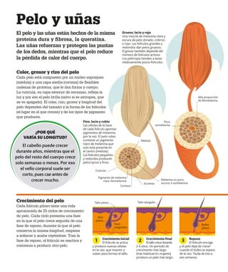 Pelo y uñas
El pelo y las uñas están hechos de la misma
proteína dura y fibrosa, la queratina.
Las uñas refuerzan y protegen las puntas
de los dedos, mientras que el pelo reduce
la pérdida de calor del cuerpo.
Color, grosor y rizo del pelo
Cada pelo está compuesto por un núcleo esponjoso
(médula) y una capa media (corteza) de flexibles
cadenas de proteína, que le dan forma y cuerpo.
La cutícula, su capa exterior de escamas, refleja la
luz y por eso el pelo brilla (salvo si se estropea, que
se ve apagado). El color, rizo, grosor y longitud del
pelo dependen del tamaño y la forma de los folículos
(el lugar en el que crecen) y de los tipos de pigmento
que producen.
Crecimiento del pelo
Cada folículo piloso tiene una vida
aproximada de 25 ciclos de crecimiento
de pelo. Cada ciclo presenta una fase
en la que el pelo crece seguida de una
fase de reposo, durante la que el pelo
conserva la misma longitud, empieza
a soltarse y acaba cayéndose. Tras la
fase de reposo, el folículo se reactiva y
comienza a producir otro pelo.
Crecimiento inicial
El folículo se activa
y produce nuevas células
en la raíz, que mueren y
suben para formar el tallo.
Crecimiento final
Eltallocrecedurante
2-6 años. Un período de
crecimiento más largo
(más habitual en mujeres)
produce un pelo más largo.
Reposo
El folículo encoge
y el pelo deja de crecer
cuando el bulbo se separa
de la raíz. Tarda de tres a
seis semanas.
1 2 3
Fino, lacio y rubio
Las células de la base
de cada folículo aportan
pigmentos de melanina
por la raíz. El pelo rubio
contiene un pigmento
claro de melanina que
solo está presente en
el centro (médula).
Los folículos pequeños
y redondos producen
pelos lacios y finos.
Grueso, lacio y rojo
Una mezcla de melanina clara y
oscura da pelo dorado, cobrizo
o rojo. Los folículos grandes y
redondos dan pelos gruesos.
El grosor también depende del
número de folículos activos.
Los pelirrojos tienden a tener
relativamente pocos folículos.
Médula
Cutícula
Corteza
Pigmento de melanina
clara, feomelanina
Alta proporción
de feomelanina
Poca
eumelanina
Melanina un poco
oscura, o eumelanina
Raíz
pilosa
Tallo piloso Tallo alargado
Bulbo
piloso
Vaso
sanguíneo
¿POR QUÉ
VARÍA SU LONGITUD?
El cabello puede crecer
durante años, mientras que el
pelo del resto del cuerpo crece
solo semanas o meses. Por eso
el vello corporal suele ser
corto, pues cae antes de
crecer mucho.
Escamas
 