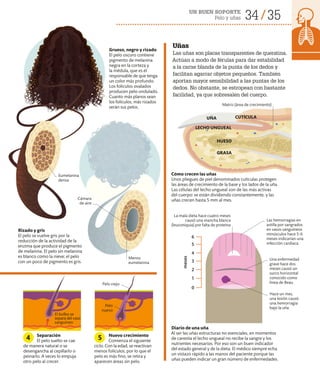 34 35
UN BUEN SOPORTE
Pelo y uñas
Uñas
Las uñas son placas transparentes de queratina.
Actúan a modo de férulas para dar estabilidad
a la carne blanda de la punta de los dedos y
facilitan agarrar objetos pequeños. También
aportan mayor sensibilidad a las puntas de los
dedos. No obstante, se estropean con bastante
facilidad, ya que sobresalen del cuerpo.
Separación
El pelo suelto se cae
de manera natural o se
desengancha al cepillarlo o
peinarlo. A veces lo empuja
otro pelo al crecer.
Nuevo crecimiento
Comienza el siguiente
ciclo. Con la edad, se reactivan
menos folículos, por lo que el
pelo es más fino, se retira y
aparecen áreas sin pelo.
4 5
Diario de una uña
Al ser las uñas estructuras no esenciales, en momentos
de carestía el lecho ungueal no recibe la sangre y los
nutrientes necesarios. Por eso son un buen indicador
del estado general y de la dieta. El médico siempre echa
un vistazo rápido a las manos del paciente porque las
uñas pueden indicar un gran número de enfermedades.
Cómo crecen las uñas
Unos pliegues de piel denominados cutículas protegen
las áreas de crecimiento de la base y los lados de la uña.
Las células del lecho ungueal son de las más activas
del cuerpo: se están dividiendo constantemente, y las
uñas crecen hasta 5 mm al mes.
Rizado y gris
El pelo se vuelve gris por la
reducción de la actividad de la
enzima que produce el pigmento
de melanina. El pelo sin melanina
es blanco como la nieve; el pelo
con un poco de pigmento es gris.
Grueso, negro y rizado
El pelo oscuro contiene
pigmento de melanina
negra en la corteza y
la médula, que es el
responsable de que tenga
un color más profundo.
Los folículos ovalados
producen pelo ondulado.
Cuanto más planos sean
los folículos, más rizados
serán sus pelos.
Hace un mes,
una lesión causó
una hemorragia
bajo la uña
La mala dieta hace cuatro meses
causó una mancha blanca
(leuconiquia) por falta de proteína
Una enfermedad
grave hace dos
meses causó un
surco horizontal
conocido como
línea de Beau
Las hemorragias en
astilla por sangrados
en vasos sanguíneos
minúsculos hace 5-6
meses indicarían una
infección cardiaca
meses
6
5
4
3
2
1
0
Cámara
de aire
Eumelanina
densa
Menos
eumelanina
Matriz (área de crecimiento)
El bulbo se
separa del vaso
sanguíneo
Pelo
nuevo
Pelo viejo
HUESO
UÑA
LECHO UNGUEAL
CUTÍCULA
GRASA
 