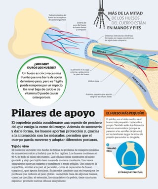 EL HUESO MÁS PEQUEÑO
ESTRIBO (O ESTAPEDIO)
El estribo, en el oído medio, es el
hueso más pequeño con nombre
propio. También están los diminutos
huesos sesamoideos (porque se
parecen a las semillas de sésamo)
en los tendones largos de sitios de
presión para evitar su desgaste.
Pilares de apoyo
El esqueleto podría considerarse una especie de perchero
del que cuelga la carne del cuerpo. Además de sostenerlo
y darle forma, los huesos aportan protección y, gracias
a la interacción con los músculos, permiten que el
cuerpo pueda moverse y adoptar diferentes posturas.
Tejido vivo
El hueso es un tejido vivo hecho de fibras de proteína de colágeno repletas
de minerales (calcio y fosfato) que le dan rigidez. Los huesos contienen el
99% de todo el calcio del cuerpo. Las células óseas sustituyen el hueso
gastado y viejo por tejido óseo nuevo de manera constante. Los vasos
sanguíneos aportan oxígeno y nutrientes a estas células. Una capa en la
superficie, similar a la piel, el periostio, cubre el caparazón de hueso
compacto, que aporta fortaleza. Su interior contiene una red esponjosa de
puntales que reducen el peso global. La médula ósea de algunos huesos,
como las costillas, el esternón, los omoplatos y la pelvis, tiene una tarea
especial: producir nuevas células sanguíneas.
MÁS DE LA MITAD
DE LOS HUESOS
DELCUERPOESTÁN
EN MANOS Y PIES
Todos los tejidos del
hueso están repletos
de vasos sanguíneos
Arteriola pequeña que aporta
sangre a las células óseas
¿SON MUY
DUROS LOS HUESOS?
Un hueso es cinco veces más
fuerte que una barra de acero
del mismo peso, pero es frágil y
puede romperse por un impacto.
Un nivel bajo de calcio o de
vitamina D puede causar
osteoporosis.
El periostio es la capa
externa y actúa como
la «piel» del hueso
El 80% del
peso del hueso
es hueso denso
y compacto
Médula ósea
MÉDULA
H
U
E
S
O
C
O
M
P
A
C
T
O
Osteonas: estructuras cilíndricas
formadas por capas concéntricas
de tejido óseo compacto
TAMAÑO
REAL
 