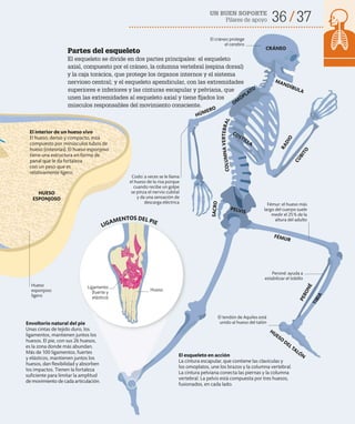 36 37
UN BUEN SOPORTE
Pilares de apoyo
El esqueleto en acción
La cintura escapular, que contiene las clavículas y
los omoplatos, une los brazos y la columna vertebral.
La cintura pelviana conecta las piernas y la columna
vertebral. La pelvis está compuesta por tres huesos,
fusionados, en cada lado.
El tendón de Aquiles está
unido al hueso del talón
CRÁNEO
El cráneo protege
el cerebro
Peroné: ayuda a
estabilizar el tobillo
Partes del esqueleto
El esqueleto se divide en dos partes principales: el esqueleto
axial, compuesto por el cráneo, la columna vertebral (espina dorsal)
y la caja torácica, que protege los órganos internos y el sistema
nervioso central; y el esqueleto apendicular, con las extremidades
superiores e inferiores y las cinturas escapular y pelviana, que
unen las extremidades al esqueleto axial y tiene fijados los
músculos responsables del movimiento consciente.
El interior de un hueso vivo
El hueso, denso y compacto, está
compuesto por minúsculos tubos de
hueso (osteonas). El hueso esponjoso
tiene una estructura en forma de
panal que le da fortaleza
con un peso que es
relativamente ligero.
Fémur: el hueso más
largo del cuerpo suele
medir el 25% de la
altura del adulto
SA
C
R
O
Codo: a veces se le llama
el hueso de la risa porque
cuando recibe un golpe
se pinza el nervio cubital
y da una sensación de
descarga eléctrica
Hueso
Envoltorio natural del pie
Unas cintas de tejido duro, los
ligamentos, mantienen juntos los
huesos. El pie, con sus 26 huesos,
es la zona donde más abundan.
Más de 100 ligamentos, fuertes
y elásticos, mantienen juntos los
huesos, dan flexibilidad y absorben
los impactos. Tienen la fortaleza
suficiente para limitar la amplitud
de movimiento de cada articulación.
Hueso
esponjoso
ligero
Ligamento
(fuerte y
elástico)
HUESO
ESPONJOSO
LIGAMENTOS DEL PIE
PELVIS
FÉMUR
T
I
B
I
A
P
E
R
O
N
É
HUESO
DEL TALÓN
C
Ú
B
I
T
O
R
A
D
I
O
HÚMERO
COSTILLA
C
O
L
U
M
N
A
V
E
R
T
E
B
R
A
L
OM
OPLATO
MANDÍBULA
 