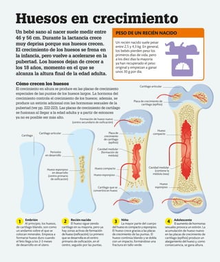 Huesos en crecimiento
Un bebé sano al nacer suele medir entre
46 y 56 cm. Durante la lactancia crece
muy deprisa porque sus huesos crecen.
El crecimiento de los huesos se frena en
la infancia, pero vuelve a acelerarse en la
pubertad. Los huesos dejan de crecer a
los 18 años, momento en el que se
alcanza la altura final de la edad adulta.
Cómo crecen los huesos
El crecimiento en altura se produce en las placas de crecimiento
especiales de las puntas de los huesos largos. La hormona del
crecimiento controla el crecimiento de los huesos; además, se
produce un estirón adicional con las hormonas sexuales de la
pubertad (ver pp. 222-223). Las placas de crecimiento de cartílago
se fusionan al llegar a la edad adulta y a partir de entonces
ya no es posible ser más alto.
Embrión
Al principio, los huesos,
de cartílago blando, son como
un andamio sobre el que se
colocan minerales. Empieza a
formarse hueso duro cuando
el feto llega a los 2-3 meses
de desarrollo en el útero.
Recién nacido
El hueso sigue siendo
cartílago en su mayoría, pero ya
hay zonas activas de formación
de hueso (osificación). Lo primero
que se desarrolla es el centro
primario de osificación, en el
centro, seguido por las puntas.
Niño
La mayor parte del cuerpo
del hueso es compacto y esponjoso.
El hueso crece gracias a las placas
de crecimiento de las puntas. El
hueso continúa blando y se dobla
con un impacto, formándose una
fractura en tallo verde.
Adolescente
Elaumentodehormonas
sexuales provoca un estirón. La
acumulación de hueso nuevo
en las placas de crecimiento de
cartílago (epífisis) produce un
alargamiento del hueso y, como
consecuencia, se gana altura.
1 2 3 4
Un recién nacido suele pesar
entre 2,5 y 4,3 kg. En general,
los bebés pierden peso los
primeros días de vida, pero
a los diez días la mayoría
ya han recuperado el peso
original y empiezan a ganar
unos 30 g por día.
PESO DE UN RECIÉN NACIDO
Cartílago articular
Placa de crecimiento de
cartílago (epífisis)
Formación de hueso nuevo
(centro secundario de osificación)
Hueso
compacto
Placa de
crecimiento
de cartílago
(epífisis)
Cartílago articular
Periostio
en desarrollo
Hueso esponjoso
en desarrollo
(centro primario
de osificación)
Hueso compacto
Hueso
esponjoso
Cavidad medular
(contiene la
médula ósea)
Cavidad medular
(formación de
médula)
Cartílago que se
convertirá en hueso
Hueso esponjoso
Cartílago
 
