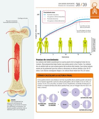 UN BUEN SOPORTE
Huesos en crecimiento 38 39
Adulto
Tras la pubertad, las
placas de crecimiento de
cartílago se convierten en hueso
(se calcifican) y se fusionan. Los
huesos pueden aumentar más su
diámetro, pero no su longitud.
5
Pautas de crecimiento
La cabeza del bebé constituye la cuarta parte de la longitud total de su
cuerpo. Esa proporción baja hasta una sexta parte a los 2 años. La cabeza
de un adulto solo es una octava parte de la altura del cuerpo. Las niñas entran
antes en la pubertad que los niños y alcanzan su altura adulta a los 16-17
años. Los chicos consiguen llegar a su altura final entre los 19 y 21 años.
Edad (años)
0
100
200
2
0
5
8
10
12
15
18
20
Longitud
/
altura
(cm)
Cambio
proporcional
del
parto
a
la
adultez
Si los padres tienen una estatura normal, la posible altura adulta puede calcularse
de la manera siguiente: suma las alturas del padre y de la madre. Si es un niño, se
suman 13 cm; si es una niña, se restan 13 cm. Finalmente, se divide el total por la
mitad. La mayoría tendrá esta altura adulta final, con un margen de error de 5 cm
más o menos.
CÓMO CALCULAR LA ALTURA FINAL
Placa de crecimiento
fusionada (línea epifisaria)
Los niños son más
altos en promedio
Las niñas llegan a la altura
adulta antes que los niños
+
+ ÷
÷
=
=
-
13cm
13cm
2
2
Promedio masculino
Promedio femenino
5% superior e inferior (femenino)
5% superior e inferior (masculino)
ALTURA DEL
PADRE
ALTURA DE
LA MADRE
ALTURA DE LA HIJA
ALTURA DEL HIJO
Crecimiento óseo
Cartílago articular
 
