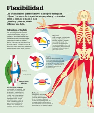 Flexibilidad
Las articulaciones permiten mover el cuerpo y manipular
objetos. Los movimientos pueden ser pequeños y controlados,
como al escribir a mano, o bien
grandes y potentes, como
al lanzar una bola.
Elipsoidea
Estas complejas articulaciones
incluyen un hueso con un
extremo redondo y convexo
que encaja dentro de otro
hueso con un agujero o una
forma cóncava y permiten una
gran variedad de movimientos,
incluida la inclinación lateral,
pero no la rotación.
Esférica
Este tipo de articulación, que
encontramos en los hombros y
las caderas, permite la máxima
amplitud de recorrido, incluida
la rotación. La del hombro es la
articulación más móvil de
nuestro cuerpo.
Deslizante
Permiten que un hueso
se deslice sobre otro en
cualquier dirección dentro
de un único plano. Gracias a
las articulaciones deslizantes, las
vértebras pueden deslizarse entre
ellas al doblar la espalda. También se
encuentran en los pies y las manos.
Estructura articulada
Las articulaciones se forman
cuando dos huesos entran en
contacto. Algunas de ellas son
fijas y tienen sus huesos unidos,
como las suturas del cráneo
adulto. Las hay con una amplitud
de movimiento limitada, como la
del codo, mientras que otras tienen
más libertad, como la del hombro.
Unaarticulaciónpordentro
Las puntas de los huesos de una
articulación móvil están cubiertas
de cartílago y engrasadas con
líquido sinovial para reducir la
fricción. Unas cintas de tejido
conectivo (los ligamentos) las
mantienen unidas. Algunas
articulaciones, como la de la
rodilla, también disponen de
ligamentos de estabilización
internos para evitar que los
huesos se separen al doblarse.
HUESO
ARTICULACIÓN
SINOVIAL
Líquido sinovial
Cartílago
L
I
G
A
M
E
N
T
O
HUESO
 