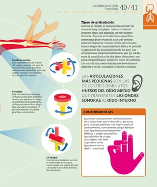UN BUEN SOPORTE
Flexibilidad 40 41
Los contorsionistas tienen el mismo número
de articulaciones que el resto de las personas,
pero las suyas presentan una mayor amplitud
de movimiento, normalmente porque heredan
unos ligamentos extremadamente
elásticos o un gen que codifica
la producción de un tipo
de colágeno más débil
(la proteína de los
ligamentos y otros
tejidos conectivos).
CONTORSIONISTAS
Tipos de articulación
Aunque el cuerpo se mueva como un todo de
maneras muy complejas, cada articulación
concreta tiene una amplitud de movimiento
limitada. Algunas articulaciones específicas
tienen muy poco recorrido para que puedan
absorber impactos, como la unión entre los dos
huesos largos de la pantorrilla (la tibia y el peroné)
o algunas de las articulaciones de los pies. Las
articulaciones temporomandibulares (ver pp. 44-45),
entre la mandíbula y los dos lados del cráneo, son
poco convencionales: tienen un disco de cartílago,
y la mandíbula puede desplazarse lateralmente,
adelante y atrás, al masticar y moler la comida.
Pivotante
Esta articulación permite que
un hueso pueda girar alrededor
de otro, por ejemplo, al mover
el antebrazo para que la palma
de la mano mire arriba o abajo.
Una articulación pivotante en
el cuello permite a la cabeza
girar hacia ambos lados.
En bisagra
Este tipo de articulación permite
el movimiento en un plano,
como si fuera una puerta. El codo
y la rodilla ilustran bien este tipo
de articulación.
En silla de montar
Solo la encontramos en la base
del pulgar y permite una serie de
movimientos similar a la de las
articulaciones elipsoideas, pero más
amplia, incluido el movimiento
circular, pero sin rotación.
LAS ARTICULACIONES
MÁS PEQUEÑAS SON LAS
DE LOS TRES DIMINUTOS
HUESOS DEL OÍDO MEDIO
QUE TRANSMITEN LAS ONDAS
SONORAS AL OÍDO INTERNO
 