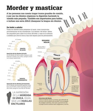 Morder y masticar
A las personas nos cuesta tragar trozos grandes de comida,
y por eso los dientes empiezan la digestión haciendo la
comida más pequeña. También son importantes para hablar,
e incluso nos sería difícil chasquear la lengua sin dientes.
De bebé a adulto
Todos los dientes están presentes al nacer, como minúsculas
protuberancias en las mandíbulas. Los dientes «de leche» deben
ser pequeños para caber en la boca del bebé, y caen en la infancia
a medida que crece la boca y hay más espacio para los permanentes.
LA IMPRESIÓN
DE LA MORDIDA
ES ÚNICA, IGUAL
QUE LAS HUELLAS
DACTILARES
Estructura del diente
Todos los dientes tienen su corona, que sobresale de
la encía y está recubierta de esmalte. Es la encargada
de proteger la dentina, más suave, que forma la raíz.
La pulpa central contiene vasos sanguíneos y nervios.
Tercer molar o
«muela del juicio»
Pulpa
DIENTES
DE LECHE
6-12 meses
10-19
16-23
9-18
23-33
DIENTES
PERMANENTES
7–9
6-8 años
9–12
10–12
17–21
11–13
6–7
11-12
Cemento
dental, la cola
natural que
mantiene el
diente en su
lugar
Los ligamentos
periodontales
ayudan a fijar
los dientes en
la mandíbula
Aparición de los dientes de leche
Los 20 dientes de leche suelen empezar a salir
entre los 6 meses y los 3 años, aunque a veces
no lo hacen hasta el año.
Aparición de los dientes permanentes
Los 32 dientes permanentes aparecen entre
los 6 y los 20 años y tienen que durar el resto
de la vida, aunque se viva más de 100 años.
Canal de
la raíz
Vaso
sanguíneo
I
N
C
I
S
I
V
O
L
A
T
E
R
A
L
P
R
I
M
E
R
P
R
E
M
O
L
A
R
P
R
I
M
E
R
M
O
L
A
R
SEGUNDO
MOLAR
S
E
G
U
N
D
O
P
R
E
M
O
L
A
R
C
A
N
I
N
O
ESMALTE
DENTINA
R
A
Í
Z
D
E
L
D
I
E
N
T
E
ENCÍA
Corona
 