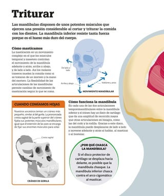 Triturar
Las mandíbulas disponen de unos potentes músculos que
ejercen una presión considerable al cortar y triturar la comida
con los dientes. La mandíbula inferior resiste tanta fuerza
porque es el hueso más duro del cuerpo.
Cómo masticamos
La masticación es un movimiento
complejo en el que los músculos
temporal y masetero controlan
el movimiento de la mandíbula
adelante y atrás, arriba y abajo,
y de lado a lado. Así los molares
traseros muelen la comida como si
se trataran de un mortero y la mano
del mortero. La flexibilidad de las
articulaciones de las mandíbulas
permite cambiar de movimiento de
masticación según lo que se coma.
Cómo funciona la mandíbula
En cada una de las dos articulaciones
temporomandibulares entre la mandíbula
inferior y el cráneo hay un disco de cartílago
que da una amplitud de recorrido mayor
que otras articulaciones en bisagra, como
las del codo y la rodilla. Gracias a este disco,
la mandíbula puede desplazarse de lado a lado
y moverse adelante y atrás al hablar, al masticar
o al bostezar.
MOVIMIENTO MANDÍBULAR
Arriba y abajo Adelante y atrás
De lado a
lado
Nuestros ancestros tenían un cráneo más
pequeño, similar al del gorila. La pronunciada
cresta sagital de la parte superior del cráneo
fijaba sus potentes músculos mandibulares,
igual que el esternón de las aves se encarga
de fijar sus enormes músculos para volar.
CUANDO COMÍAMOS HOJAS
CRÁNEO DE GORILA
Cresta sagital
¿POR QUÉ CHASCA
LA MANDÍBULA?
Si el disco protector de
cartílago se desplaza hacia
delante, es posible que la
mandíbula chasque. La
mandíbula inferior chasca
contra el arco cigomático
al masticar.
 