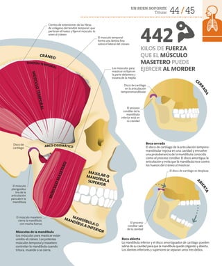 UN BUEN SOPORTE
Triturar 44 45
Músculos de la mandíbula
Los músculos para masticar están
unidos al cráneo. Los potentes
músculos temporal y masetero
controlan la mandíbula cuando
tritura, muerde o se cierra.
Boca cerrada
El disco de cartílago de la articulación temporo­
mandibular reposa en una cavidad y envuelve
una protuberancia de la mandíbula conocida
como el proceso condilar. El disco amortigua la
articulación y evita que la mandíbula roce contra
los huesos del cráneo al masticar.
Boca abierta
La mandíbula inferior y el disco amortiguador de cartílago pueden
salirse de su cavidad para que la mandíbula quede colgando y abierta.
Los dientes inferiores y superiores se separan unos tres dedos.
442
KILOS DE FUERZA
QUE EL MÚSCULO
MASETERO PUEDE
EJERCER AL MORDER
El músculo temporal
forma una lámina fina
sobre el lateral del cráneo
Cientos de extensiones de las fibras
de colágeno del tendón temporal, que
perforan el hueso y fijan el músculo, lo
unen al cráneo
El disco de cartílago se desplaza
El proceso
condilar sale
de la cavidad
El proceso
condilar de la
mandíbula
inferior está en
su cavidad
M
Ú
S
C
U
L
O
T
E
M
P
O
R
A
L
M
Ú
S
C
U
L
O
M
A
S
E
T
E
R
O
MANDÍBULA O
MANDÍBULA INFERIOR
MAXILAR O
MANDÍBULA
SUPERIOR
CRÁNEO
TENDÓN TEMPORAL
ARCO CIGOMÁTICO
El músculo masetero
cierra la mandíbula
con mucha fuerza
Los músculos para
masticar se fijan en
la parte delantera y
trasera de la mejilla
El músculo
pterigoideo
tira de la
articulación
para abrir la
mandíbula
Disco de
cartílago
A
B
I
E
R
T
A
CE
R
R
A
D
A
Disco de cartílago
en la articulación
temporomandibular
 