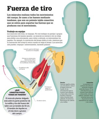 Fuerza de tiro
Los músculos realizan todos los movimientos
del cuerpo. Se unen a los huesos mediante
tendones, que son un potente tejido conectivo
que se estira para soportar las fuerzas que se
producen con el movimiento.
El tríceps se
relaja y se
puede estirar
B
Í
C
E
P
S
T
R
Í
C
E
P
S
R
A
D
I
O
O
M
O
P
L
A
T
O
H
Ú
M
E
R
O
El antebrazo sube
con fuerza
El bíceps se contrae para
hacerse más corto y
voluminoso, y tira del radio,
en el antebrazo, hacia arriba
La parte superior del bíceps
se ancla en el omoplato
TE
N
D
Ó
N
El codo se cierra
Flexión
Flexionar significa doblar
una articulación, reducir
el ángulo entre dos
huesos. En las
articulaciones que se
mueven hacia delante
y hacia atrás, como los
hombros, flexionar
indica moverlas hacia
adelante. Al sentarnos,
flexionamos las caderas
y las rodillas.
Trabajo en equipo
Los músculos solo tiran, no empujan. Por eso trabajan en parejas o grupos
que funcionan de manera opuesta: un músculo se contrae y otro se relaja
para doblar una articulación; para volver a estirarla, se intercambian los
papeles. Por ejemplo, la contracción del bíceps dobla el codo, mientras que
la contracción del tríceps lo estira cuando se relaja el bíceps. Los músculos
solo pueden «empujar» indirectamente, haciendo palanca.
Extensión
La extensión es lo
contrario de la flexión:
aumentar el ángulo
entre dos huesos. En las
articulaciones que se
mueven hacia delante
y hacia atrás, como las
caderas, extender indica
moverlas hacia atrás.
Al ponernos de pie,
extendemos las caderas
y las rodillas.
¿QUÉ
LONGITUD PUEDE
TENER UN TENDÓN?
El músculo plantar delgado
está sobre la parte posterior de
la rodilla y tira del hueso del
talón con un tendón de 50 cm.
El tendón de Aquiles es
el más duro y grueso
del cuerpo.
 