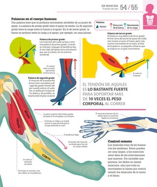 54 55
EN MARCHA
Fuerza de tiro
El tríceps se contrae y tira
del cúbito, en el antebrazo
Apoyo
Dirección
delafuerza
Movimiento
de la carga
Control remoto
Los músculos tiran de los huesos
con los tendones. Estos pueden
ser muy largos, y los músculos
estar lejos de las articulaciones
que mueven. Por increíble que
parezca, los dedos no tienen
músculos, sino que todo su
movimiento lo hacen por control
remoto los músculos de la mano
y el brazo.
El músculo extensor de los
dedos tiene un extremo
fijado en el húmero
B
Í
C
E
P
S
P
A
N
T
O
R
R
I
L
L
A
BÍCEPS
T
R
Í
C
E
P
S
CÚBITO
El codo es
el apoyo
El bíceps se relaja y se puede
estirar, lo que permite que el
tríceps extienda el codo
La parte superior del tríceps queda
anclada en el omoplato y el húmero
El cuerpo
sube un poco
ejerciendo
mucha fuerza
El antebrazo baja
EL TENDÓN DE AQUILES
ES LO BASTANTE FUERTE
PARA SOPORTAR MÁS
DE 10 VECES EL PESO
CORPORAL AL CORRER
El codo se
extiende
(se abre)
El tendón del músculo
se divide para tirar de
los cuatro dedos
CUEL
L
O
Palancas en el cuerpo humano
Una palanca hace que se produzca movimiento alrededor de un punto de
apoyo. La palanca de primer grado tiene el apoyo en medio. La de segundo
grado tiene la carga entre la fuerza y el apoyo. En la de tercer grado, la
fuerza se produce entre la carga y el apoyo; por ejemplo, en unas pinzas.
Palanca de primer grado
Los músculos del cuello actúan como
una palanca de primer grado. Cuando
se contraen, empujan la barbilla arriba,
al otro lado del apoyo (una articulación
que une el cráneo con la columna
vertebral).
Palanca de segundo grado
El músculo de la pantorrilla
actúa como una palanca de
segundo grado tirando del
pie cuando está en el suelo.
Así, se dobla por la base de
los dedos y, de puntillas, se
levanta todo el peso corporal.
Palanca de tercer grado
El bíceps es una palanca de tercer grado.
Al tirar cerca del punto de apoyo (el codo),
solo mueve un poco el hueso, pero crea
mucho movimiento en la mano, al final
de la palanca: un pequeño esfuerzo que
se traduce en un gran movimiento.
Palanca
 