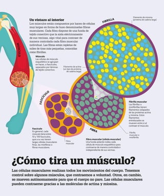 Un vistazo al interior
Los músculos están compuestos por haces de células
muy largas en forma de huso denominadas fibras
musculares. Cada fibra dispone de una funda de
tejido conectivo que la aísla eléctricamente
de sus vecinas, algo vital para contraer de
manera controlada cada fibra muscular
individual. Las fibras están repletas de
miles de tiras más pequeñas, conocidas
como fibrillas.
Fibra muscular (célula muscular)
Una funda aislante rodea cada
célula de músculo esquelético para
contraerse de manera controlada e
independiente de sus vecinas.
Fibrilla muscular
Las fibrillas o
miofibrillas tienen
filamentos solapados
de las proteínas actina
y miosina. Estos
filamentos
entrelazados se
mueven entre sí al
contraer el músculo.
Fibrilla
muscular o
miofibrilla
Filamento de actina
(un tipo de proteína
de cadena larga)
Las células musculares realizan todos los movimientos del cuerpo. Tenemos
control sobre algunos músculos, que contraemos a voluntad. Otros, en cambio,
se mueven autónomamente para que el cuerpo no pare. Las células musculares
pueden contraerse gracias a las moléculas de actina y miosina.
¿Cómo tira un músculo?
Filamento de miosina
(proteína de cadena larga)
Músculo
Las células de músculo
esquelético se agrupan
en haces, o fascículos,
separados por láminas
de tejido conectivo.
Fascículo
En general, cada
músculo tiene entre
10 y 100 fascículos,
que a su vez tienen
largas células musculares
finas, las miofibras o
fibras musculares.
Fibra
muscular
F
A
S
C
Í
C
ULO
FIBRILLA
FIBRA
M
Ú
S
C
U
L
O
 