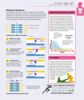 EN MARCHA
¿Cómo tira un músculo? 56 57
Moléculas milagrosas
Los filamentos de actina y miosina se agrupan en unidades
denominadas sarcómeros. Cuando un músculo recibe la señal de
contraerse, los filamentos de miosina tiran repetidamente de los
filamentos de actina para que se acerquen más y el músculo se
acorte. Se separan cuando el músculo vuelve a relajarse.
Miosina con energía
Una molécula de ATP
(producida a partir de azúcares
y oxígeno) aporta energía a la
cabeza de la miosina.
La cabeza pivota
La cabeza de la miosina
libera energía y pivota para
deslizar el filamento de actina.
El puente cruzado se debilita.
3
La cabeza de miosina
se une a la actina
La cabeza de la miosina con energía
se une al filamento de cabeza para
formar un puente cruzado.
2
Recarga energética
El puente cruzado se libera
y la cabeza de miosina se recarga
de energía. Estos pasos se repiten
diversas veces durante una única
contracción.
4
CALAMBRE
Filamento de miosina
Las actinas tiran hacia dentro
y provocan la contracción y el
encogimiento del músculo.
SARCÓMERO DE MÚSCULO RELAJADO
SARCÓMERO DE MÚSCULO CONTRAÍDO
Actina
Actina tirada
La cabeza se
une a la actina
Cabezade
miosina
Miosina
con energía
La cabeza
se separa
La cabeza
pivota
Las fibras de
contracción rápida
son muy potentes,
pero se cansan
rápido
Filamento de actina
Rápida
Lenta
Tipos de fibra
POTENCIA
LAS FIBRAS RÁPIDAS
SE CONTRAEN A UNA
FRECUENCIA DE 30-50
VECES POR SEGUNDO.
La fibra de los músculos es de dos tipos: la
de contracción rápida llega a su potencia
máxima en 50 milisegundos, pero se cansa
en pocos minutos. La de contracción lenta
tarda 110 milisegundos, pero no se cansa. La
potencia explosiva necesaria en esprínteres
se traduce en una mayor concentración de
fibras de contracción rápida. Los corredores
de larga distancia tienen fibras de contracción
lenta que no se cansan tan rápido.
CONTRACCIÓN RÁPIDA/LENTA
TIEMPO
Las fibras de contracción
lenta ejercen menos
fuerza, pero son mucho
más resistentes
1
A veces un músculo voluntario se contrae
involuntariamente y provoca dolorosos
calambres. Se producen cuando se dan
desequilibrios químicos que alteran la
liberación de los puentes cruzados (por
ejemplo, una mala circulación que provoca
niveles bajos de oxígeno y acumulación de
ácido láctico). Los estiramientos
y masajes suaves del músculo
estimulan la circulación
y ayudan
a relajarlo.
 