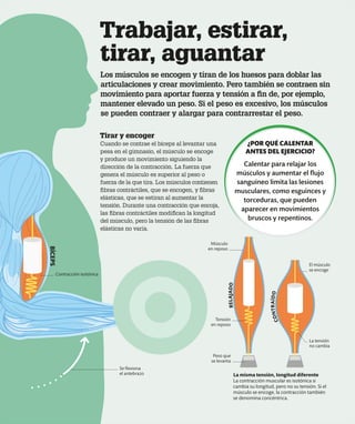 Trabajar, estirar,
tirar, aguantar
Los músculos se encogen y tiran de los huesos para doblar las
articulaciones y crear movimiento. Pero también se contraen sin
movimiento para aportar fuerza y tensión a fin de, por ejemplo,
mantener elevado un peso. Si el peso es excesivo, los músculos
se pueden contraer y alargar para contrarrestar el peso.
La misma tensión, longitud diferente
La contracción muscular es isotónica si
cambia su longitud, pero no su tensión. Si el
músculo se encoge, la contracción también
se denomina concéntrica.
El músculo
se encoge
Contracción isotónica
Se flexiona
el antebrazo
La tensión
no cambia
Tensión
en reposo
Peso que
se levanta
Músculo
en reposo
Tirar y encoger
Cuando se contrae el bíceps al levantar una
pesa en el gimnasio, el músculo se encoge
y produce un movimiento siguiendo la
dirección de la contracción. La fuerza que
genera el músculo es superior al peso o
fuerza de la que tira. Los músculos contienen
fibras contráctiles, que se encogen, y fibras
elásticas, que se estiran al aumentar la
tensión. Durante una contracción que encoja,
las fibras contráctiles modifican la longitud
del músculo, pero la tensión de las fibras
elásticas no varía.
BÍCEPS
C
O
N
T
R
A
Í
D
O
R
E
L
A
J
A
D
O
¿POR QUÉ CALENTAR
ANTES DEL EJERCICIO?
Calentar para relajar los
músculos y aumentar el flujo
sanguíneo limita las lesiones
musculares, como esguinces y
torceduras, que pueden
aparecer en movimientos
bruscos y repentinos.
 