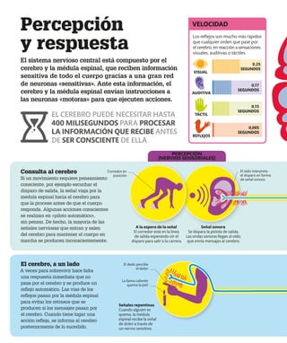 Consulta al cerebro
Si un movimiento requiere pensamiento
consciente, por ejemplo escuchar el
disparo de salida, la señal viaja por la
médula espinal hacia el cerebro para
que la procese antes de que el cuerpo
responda. Algunas acciones conscientes
se realizan en «piloto automático»,
sin pensar. De hecho, la mayoría de las
señales nerviosas que entran y salen
del cerebro para mantener el cuerpo en
marcha se producen inconscientemente.
El cerebro, a un lado
A veces para sobrevivir hace falta
una respuesta inmediata que no
pasa por el cerebro y se produce un
reflejo automático. Las vías de los
reflejos pasan por la médula espinal
para evitar los retrasos que se
producen si los mensajes pasan por
el cerebro. Cuando tiene lugar una
acción refleja, se informa al cerebro
posteriormente de lo sucedido.
Percepción
y respuesta
El sistema nervioso central está compuesto por el
cerebro y la médula espinal, que reciben información
sensitiva de todo el cuerpo gracias a una gran red
de neuronas «sensitivas». Ante esta información, el
cerebro y la médula espinal envían instrucciones a
las neuronas «motoras» para que ejecuten acciones.
Señales repentinas
Cuando alguien se
quema, la médula
espinal recibe la señal
de dolor a través de
un nervio sensitivo.
A la espera de la señal
El corredor está en la línea
de salida esperando oír el
disparo para salir a la carrera.
Señal sonora
Se dispara la pistola de salida.
Las ondas sonoras llegan al oído,
que envía mensajes al cerebro.
El oído interpreta
el disparo en forma
de señal sonora
Corredor en
posición
El dedo percibe
el dolor
VELOCIDAD
Los reflejos son mucho más rápidos
que cualquier orden que pase por
el cerebro, en reacción a sensaciones
visuales, auditivas o táctiles.
VISUAL
0,25
SEGUNDOS
0,17
SEGUNDOS
0,15
SEGUNDOS
0,005
SEGUNDOS
AUDITIVA
TÁCTIL
PERCEPCIÓN
(NERVIOS SENSORIALES)
EL CEREBRO PUEDE NECESITAR HASTA
400 MILISEGUNDOS PARA PROCESAR
LA INFORMACIÓN QUE RECIBE ANTES
DE SER CONSCIENTE DE ELLA
REFLEJOS
La llama caliente
quema la piel
 