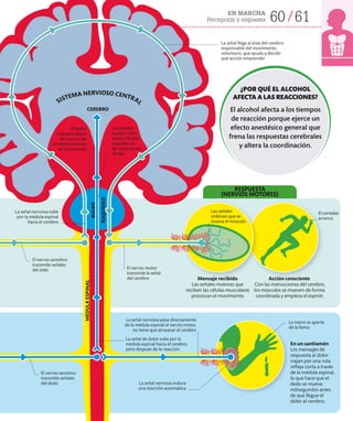 EN MARCHA
Percepción y respuesta 60 61
La señal nerviosa induce
una reacción automática
En un santiamén
Los mensajes de
respuesta al dolor
viajan por una ruta
refleja corta a través
de la médula espinal,
lo que hace que el
dedo se mueva
milisegundos antes
de que llegue el
dolor al cerebro.
Mensaje recibido
Las señales motoras que
reciben las células musculares
provocan el movimiento.
Acción consciente
Con las instrucciones del cerebro,
los músculos se mueven de forma
coordinada y empieza el esprint.
La señal llega al área del cerebro
responsable del movimiento
voluntario, que ayuda a decidir
qué acción emprender
Las señales
ordenan que se
mueva el músculo
El corredor
arranca
La mano se aparta
de la llama
El nervio motor
transmite la señal
del cerebro
La señal nerviosa pasa directamente
de la médula espinal al nervio motor,
no tiene que atravesar el cerebro
La señal de dolor sube por la
médula espinal hacia el cerebro,
pero después de la reacción
SISTEMA NERVIOSO CENTRAL
RESPUESTA
(NERVIOS MOTORES)
MÉDULA
ESPINAL
BULBO
RAQUÍDEO
CEREBRO
La señal nerviosa sube
por la médula espinal
hacia el cerebro
Las señales
pueden subir
hasta el bulbo
raquídeo sin
ser conscientes
de ello
El bulbo
raquídeo (parte
del tronco del
encéfalo) controla
el movimiento
El nervio sensitivo
transmite señales
del oído
El nervio sensitivo
transmite señales
del dedo
¿POR QUÉ EL ALCOHOL
AFECTA A LAS REACCIONES?
El alcohol afecta a los tiempos
de reacción porque ejerce un
efecto anestésico general que
frena las respuestas cerebrales
y altera la coordinación.
 