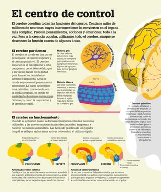 El centro de control
El cerebro coordina todas las funciones del cuerpo. Contiene miles de
millones de neuronas, cuyas interconexiones lo convierten en el órgano
más complejo. Procesa pensamientos, acciones y emociones, todo a la
vez. Pese a la creencia popular, utilizamos todo el cerebro, aunque se
desconoce la función exacta de algunas áreas.
El cerebro por dentro
El cerebro se divide en dos partes
principales: el cerebro superior y
el cerebro primitivo. El cerebro
superior es el más grande y está
compuesto por el telencéfalo, que
a su vez se divide por la mitad
para formar los hemisferios
derecho e izquierdo. Aquí es
donde se procesa el pensamiento
consciente. La parte del cerebro
más primitiva, que conecta con
la médula espinal, es donde se
controlan las funciones automáticas
del cuerpo, como la respiración y
la presión arterial.
Materia blanca
Los finos filamentos
nerviosos, o axones,
que transportan los
impulsos eléctricos
entre neuronas,
forman el tejido
más claro dentro
de la materia gris.
Materia gris
La capa exterior
del cerebro, más
oscura, se compone
principalmente de
cuerpos de neuronas;
algunos se agrupan
para formar ganglios
nerviosos.
Actividad cerebral externa
Con la práctica, se estimula menos área motora a medida
que la acción, antes desconocida, se realiza mejor. Las áreas
dedicadas a la coordinación y el proceso visual de los
principiantes y de los expertos siguen siendo las mismas.
Actividad cerebral interna
La sección transversal del cerebro indica que su centro
emocional está más activo en principiantes, porque tienen
que superar su angustia o vergüenza. Los expertos aprenden
a controlar las emociones y concentrarse solo en el golpe.
PRINCIPIANTE PRINCIPIANTE
EXPERTO EXPERTO
El cerebro en funcionamiento
Cuando se aprenden cosas, se forman conexiones entre las neuronas
utilizadas, y las nuevas acciones (antes desconocidas) empiezan a
hacerse de manera automática. Las horas de práctica de un jugador
de golf se reflejan en las áreas activas del cerebro al utilizar el palo.
El cerebelo coordina
el cuerpo
Centro emocional
activo en principiantes
Centro emocional
reducido en expertos
Menor área motora
activa en expertos
Área motora activa
en principiantes
Procesamiento
visual
Axón
Nervio
M
A
T
E
R
I
A
G
R
I
S
C
U
E
R
P
O
D
E
N
E
U
R
O
N
A
N
E
R
V
I
O
Cerebro primitivo
El cerebelo, el tálamo y
el tronco del encéfalo se
ocupan de las respuestas
instintivas y las funciones
automáticas, como la
temperatura corporal y los
ciclos de sueño-vigilia. Esta
parte también genera
emociones primitivas,
como la ira y el miedo.
El cerebelo coordina
los movimientos
musculares y
el equilibrio.
 