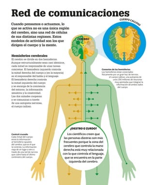 Red de comunicaciones
Cuando pensamos o actuamos, lo
que se activa no es una única región
del cerebro, sino una red de células
de sus distintas regiones. Estos
modelos de actividad son los que
dirigen el cuerpo y la mente.
Hemisferios cerebrales
El cerebro se divide en dos hemisferios.
Aunque estructuralmente sean casi idénticos,
cada mitad es responsable de unas tareas
concretas. El hemisferio izquierdo controla
la mitad derecha del cuerpo y (en la mayoría)
es el responsable del habla y el lenguaje.
El hemisferio derecho controla
la mitad izquierda del cuerpo
y se encarga de la conciencia
del entorno, la información
sensitiva y la creatividad.
Las dos mitades cooperan
y se comunican a través
de una autopista nerviosa,
el cuerpo calloso.
Control cruzado
Cada mitad del cuerpo
envía la información
al hemisferio opuesto
del cerebro, que es el que
la controla. La información
viaja de un lugar a otro a
través de una red de nervios
que cubre hasta el último
centímetro del cuerpo.
Conexión de los hemisferios
Los hemisferios están conectados
físicamente por un gran haz de nervios,
el cuerpo calloso, una autopista de
unos 200 millones de neuronas
muy apretadas que integran la
información de ambos lados
del cuerpo.
CEREBRO
¿DIESTRO O ZURDO?
Los científicos creen que
las personas diestras son más
frecuentes porque la zona del
cerebro que controla la mano
derecha está muy relacionada
con la que controla el lenguaje,
que se encuentra en la parte
izquierda del cerebro.
CUERPO CALLOSO
 