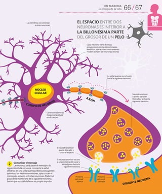 66 67
EN MARCHA
La chispa de la vida
La neurona tiene su
maquinaria celular
en el cuerpo
Las dendritas se conectan
a otras neuronas
El neurotransmisor se une
a una proteína del canal y
abre el paso hacia la
siguiente neurona
Neurotransmisor
a punto para ser
liberado y activar la
siguiente neurona
NÚCLEO
CELULAR
SIGUIENTE NEURONA
CUERPO DE NEURONA
El neurotransmisor
queda liberado y
cruza el espacio
Proteína
del canal
abierta
Proteína
del canal
cerrada
EL ESPACIO ENTRE DOS
NEURONAS ES INFERIOR A
LA BILLONÉSIMA PARTE
DEL GROSOR DE UN PELO
Cada neurona tiene diversas
proyecciones cortas denominadas
dendritas, que actúan como antenas:
reciben señales de neuronas vecinas
Comunicar el mensaje
La neurona, para pasar el mensaje a la
siguiente célula nerviosa, convierte la señal
eléctrica en una señal química: libera unos agentes
químicos, los neurotransmisores, que cruzan el
minúsculo espacio entre las neuronas. Al abrir el
paso de la membrana de la siguiente neurona,
hacen que esta célula lance su propio impulso.
2
AXÓN
La señal avanza por el axón
hacia la siguiente neurona
 