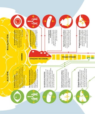 El
hígado
libera
azúcares
El
hígado
actúa
como
el
motor
del
cuerpo:
convierte
glucosa,
un
azúcar,
en
energía,
con
las
reservas
del
cuerpo.
Los
músculos
necesitan
energía
para
moverse.
Las
vías
aéreas
se
ensanchan
Los
bronquiolos,
las
ramificaciones
de
los
pulmones,
se
ensanchan
para
captar
más
aire
(y
más
oxígeno,
el
combustible
de
los
músculos)
por
si
hay
que
escapar.
Las
arterias
se
ensanchan
Las
arterias
de
los
músculos
y
el
cerebro
se
dilatan
para
aportar
más
oxígeno
a
estos
órganos
y
poder
actuar
y
pensar
más
rápido.
Esta
sangre
se
retira
de
la
piel,
por
eso
se
queda
pálida.
Sube
la
frecuencia
cardiaca
El
pulso
puede
superar
los
100
latidos
por
minuto
porque
se
envía
más
sangre
a
los
pulmones
para
captar
oxígeno
y
al
cuerpo
para
distribuirlo.
Las
vías
aéreas
se
estrechan
Al
relajarse,
las
vías
aéreas
de
los
pulmones
vuelven
a
su
tamaño
habitual
para
reanudar
la
captación
normal
de
oxígeno.
Los
vasos
sanguíneos
se
estrechan
Las
arterias
vuelven
a
su
tamaño
normal
al
relajarse.
El
flujo
sanguíneo
se
reparte
por
todo
el
cuerpo.
Baja
la
frecuencia
cardiaca
La
frecuencia
cardiaca
vuelve
a
su
estado
normal
al
relajarse.
La
frecuencia
cardiaca
en
reposo
depende
de
la
forma
física.
El
hígado
almacena
azúcares
Al
estar
relajado,
el
hígado
almacena
energía.
Cualquier
exceso
de
azúcar
ingerido
se
convierte
en
grasa
para
almacenarlo
como
tejido
extra.
A
C
C
I
Ó
N
R
E
L
A
J
A
C
I
Ó
N
MÉDULA
ESPINAL
TRONCO
DEL
ENCÉFALO
CEREBRO
Se
dilatan
las
pupilas
En
la
oscuridad
las
pupilas
se
dilatan
para
mejorar
la
visión,
pero
también
lo
hacen
cuando
el
sistema
nervioso
simpático
prepara
el
cuerpo
para
la
acción;
los
expertos
desconocen
el
motivo.
Se
constriñen
las
pupilas
Las
pupilas
controlan
la
luz
que
entra
en
el
ojo.
Las
pupilas
se
constriñen
o
cierran
cuando
hay
mucha
luz,
y
se
dilatan
en
la
oscuridad.
 