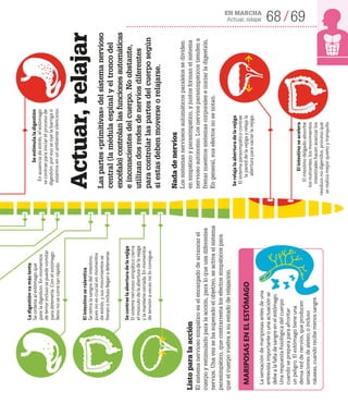 68 69
EN MARCHA
Actuar, relajar
Actuar,
relajar
Las
partes
«primitivas»
del
sistema
nervioso
central
(la
médula
espinal
y
el
tronco
del
encéfalo)
controlan
las
funciones
automáticas
e
inconscientes
del
cuerpo.
No
obstante,
utilizan
dos
redes
de
nervios
diferentes
para
controlar
las
partes
del
cuerpo
según
si
estas
deben
moverse
o
relajarse.
La
digestión
va
más
lenta
Se
ordena
al
estómago
que
pare
la
digestión.
En
momentos
de
terror
incluso
se
puede
vomitar
para
detenerla.
Con
el
estómago
lleno
no
se
corre
tan
rápido.
El
intestino
se
ralentiza
Se
retira
la
sangre
del
intestino,
pues
no
es
crucial
en
momentos
de
estrés,
y
sus
movimientos
se
frenan
o
incluso
llegan
a
detenerse.
Se
contrae
la
abertura
de
la
vejiga
El
sistema
nervioso
simpático
cierra
el
músculo
de
la
abertura
de
la
vejiga
y
la
mantiene
cerrada.
En
momentos
de
tensión
a
veces
no
lo
consigue.
Listo
para
la
acción
El
sistema
nervioso
simpático
es
el
encargado
de
arrancar
el
cuerpo
y
estimularlo
para
la
acción,
para
lo
que
usa
diferentes
nervios.
Una
vez
se
ha
superado
el
objetivo,
se
activa
el
sistema
parasimpático,
que
contrarresta
los
efectos
simpáticos
para
que
el
cuerpo
vuelva
a
su
estado
de
relajación.
Nada
de
nervios
Los
sistemas
nerviosos
automáticos
paralelos
se
dividen
en
simpático
y
parasimpático,
y
juntos
forman
el
sistema
nervioso
autónomo.
Los
nervios
parasimpáticos
tienden
a
frenar
nuestros
sistemas
corporales
e
iniciar
la
digestión.
En
general,
sus
efectos
no
se
notan.
Se
estimula
la
digestión
En
ausencia
de
estrés,
el
estómago
se
contrae
para
iniciar
el
proceso
de
digestión:
por
eso
se
oye
la
barriga
si
estamos
en
un
ambiente
silencioso.
El
intestino
se
acelera
El
intestino
delgado
absorbe
los
nutrientes,
los
movimientos
intestinales
hacen
avanzar
los
residuos
no
digeridos,
proceso
que
se
realiza
mejor
quieto
y
tranquilo.
Se
relaja
la
abertura
de
la
vejiga
El
sistema
parasimpático
contrae
la
pared
de
la
vejiga
y
relaja
la
abertura
para
vaciar
la
vejiga.
La
sensación
de
mariposas
antes
de
una
entrevista
importante
o
una
actuación
se
debe
a
la
falta
de
sangre
en
el
estómago.
Una
respuesta
fisiológica
del
cuerpo
cuando
se
prepara
para
afrontar
un
peligro.
El
estómago
tiene
una
densa
red
de
nervios,
que
producen
sensaciones
de
aleteo,
o
incluso
náuseas,
cuando
recibe
menos
sangre.
MARIPOSAS
EN
EL
ESTÓMAGO
 