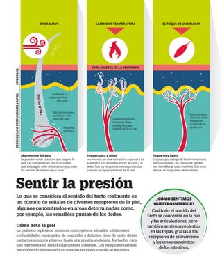 Sentir la presión
Cómo nota la piel
La piel está repleta de sensores, o receptores, situados a diferentes
profundidades encargados de responder a distintos tipos de tacto: desde
contactos mínimos y breves hasta una presión sostenida. De hecho, cada
uno representa un sentido ligeramente diferente. Los receptores trabajan
respondiendo (disparando un impulso nervioso) cuando se les altera.
Lo que se considera el sentido del tacto realmente es
un cúmulo de señales de diversos receptores de la piel,
algunos concentrados en áreas determinadas como,
por ejemplo, las sensibles puntas de los dedos.
¿CÓMO SENTIMOS
NUESTRO INTERIOR?
Casi todo el sentido del
tacto se concentra en la piel
y las articulaciones, pero
también sentimos molestias
en las tripas, gracias a los
receptores de estiramiento
y los sensores químicos
de los intestinos.
Red de neuronas
alrededor de la
base del pelo
Neurona
activada
Movimiento del pelo
Se pueden notar cosas sin que toquen la
piel. Las corrientes de aire o un objeto
que toca algún pelo distorsionan y activan
los nervios alrededor de su base.
Las terminaciones
nerviosas libres
pueblan la capa
superficial de la piel
Temperatura y dolor
Los nervios sin una estructura especial a su
alrededor son sensibles al frío, al calor y al
dolor. Son los receptores menos profundos,
justo en la capa superficial de la piel.
Toque muy ligero
Un poco por debajo de las terminaciones
nerviosas libres, las células de Merkel
son sensibles al tacto más leve. Son muy
densas en las puntas de los dedos.
Los receptores
del tacto están
situados en
la base de la
epidermis
BRISA SUAVE CAMBIO DE TEMPERATURA EL TOQUE DE UNA PLUMA
CAPA MUERTA DE LA EPIDERMIS
DERMIS
(CAPA
PROFUNDA
DE
LA
PIEL)
Epidermis, la
capa superficial
de la piel
EPIDERMIS
T
A
L
L
O
P
I
L
O
S
O
 