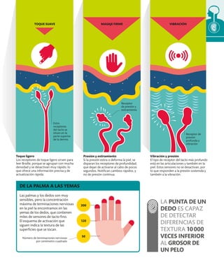 DE LA PALMA A LAS YEMAS
Las palmas y los dedos son muy
sensibles, pero la concentración
máxima de terminaciones nerviosas
en la piel la encontramos en las
yemas de los dedos, que contienen
miles de sensores de tacto fino.
El esquema de activación que
siguen indica la textura de las
superficies que se tocan.
Número de terminaciones nerviosas
por centímetro cuadrado
300
120
50
VIBRACIÓN
TOQUE SUAVE MASAJE FIRME
Estos
receptores
del tacto se
sitúan en la
parte superior
de la dermis
Receptor
de presión y
estiramiento
Receptor de
presión
profunda y
vibración
Presión y estiramiento
Si la presión estira o deforma la piel, se
disparan los receptores de profundidad,
que dejan de activarse al cabo de pocos
segundos. Notifican cambios rápidos, y
no de presión continua.
Vibración y presión
El tipo de receptor del tacto más profundo
está en las articulaciones y también en la
piel. Estos sensores no se desactivan, por
lo que responden a la presión sostenida y
también a la vibración.
Toque ligero
Los receptores de toque ligero sirven para
leer Braille, porque se agrupan con mucha
densidad y se desactivan muy rápido, lo
que ofrece una información precisa y de
actualización rápida.
LA PUNTA DE UN
DEDO ES CAPAZ
DE DETECTAR
DIFERENCIAS DE
TEXTURA 10000
VECES INFERIOR
AL GROSOR DE
UN PELO
 