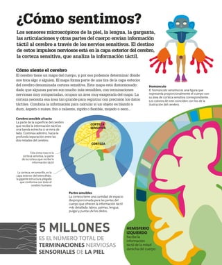 ¿Cómo sentimos?
Los sensores microscópicos de la piel, la lengua, la garganta,
las articulaciones y otras partes del cuerpo envían información
táctil al cerebro a través de los nervios sensitivos. El destino
de estos impulsos nerviosos está en la capa exterior del cerebro,
la corteza sensitiva, que analiza la información táctil.
La corteza, en amarillo, es la
capa exterior del telencéfalo,
la gigante estructura plegada
que conforma casi todo el
cerebro humano
Esta cinta rosa es la
corteza sensitiva, la parte
de la corteza que recibe la
información táctil
Cerebro sensible al tacto
La parte de la superficie del cerebro
que recibe la información táctil es
una banda estrecha si se mira de
lado. Continúa adentro, hacia la
profunda separación entre las
dos mitades del cerebro.
Cómo siente el cerebro
El cerebro tiene un mapa del cuerpo, y por eso podemos determinar dónde
nos toca algo o alguien. El mapa forma parte de una tira de la capa exterior
del cerebro denominada corteza sensitiva. Este mapa está distorsionado:
dado que algunas partes son mucho más sensibles, con terminaciones
nerviosas muy compactadas, ocupan un área muy exagerada del mapa. La
corteza necesita esa área tan grande para registrar con precisión los datos
táctiles. Combina la información para calcular si un objeto es blando o
duro, áspero o suave, frío o caliente, rígido o flexible, mojado o seco...
Homúnculo
El homúnculo sensitivo es una figura que
representa proporcionalmente el cuerpo con
su área de corteza sensitiva correspondiente.
Los colores de este coinciden con los de la
ilustración del cerebro.
Partes sensibles
La corteza tiene una cantidad de espacio
desproporcionada para las partes del
cuerpo que ofrecen la información táctil
más detallada: labios, palmas, lengua,
pulgar y puntas de los dedos.
HEMISFERIO
IZQUIERDO
Recibe la
información
táctil de la mitad
derecha del cuerpo
CORTEZA
CORTEZA
SENSITIVA
5 MILLONES
ES EL NÚMERO TOTAL DE
TERMINACIONES NERVIOSAS
SENSORIALES DE LA PIEL
 