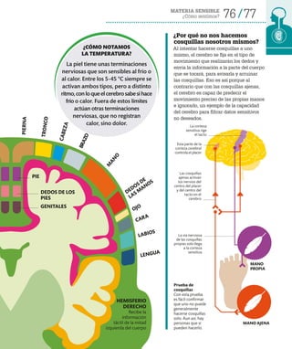 76 77
MATERIA SENSIBLE
¿Cómo sentimos?
HEMISFERIO
DERECHO
Recibe la
información
táctil de la mitad
izquierda del cuerpo
¿Por qué no nos hacemos
cosquillas nosotros mismos?
Al intentar hacerse cosquillas a uno
mismo, el cerebro se fija en el tipo de
movimiento que realizarán los dedos y
envía la información a la parte del cuerpo
que se tocará, para avisarla y arruinar
las cosquillas. Eso es así porque al
contrario que con las cosquillas ajenas,
el cerebro es capaz de predecir el
movimiento preciso de las propias manos
e ignorarlo, un ejemplo de la capacidad
del cerebro para filtrar datos sensitivos
no deseados.
Esta parte de la
corteza cerebral
controla el placer
La corteza
sensitiva rige
el tacto
Las cosquillas
ajenas activan
los nervios del
centro del placer
y del centro del
tacto en el
cerebro
La vía nerviosa
de las cosquillas
propias solo llega
a la corteza
sensitiva
MANO AJENA
Prueba de
cosquillas
Con esta prueba
es fácil confirmar
que uno no puede
generalmente
hacerse cosquillas
solo. Aun así, hay
personas que sí
pueden hacerlo.
LENGUA
LABIOS
CARA
OJO
M
A
N
O
B
R
A
Z
O
C
A
B
E
Z
A
T
R
O
N
C
O
DEDOS DE
LAS M
ANOS
PIER
NA
PIE
DEDOS DE LOS
PIES
GENITALES
MANO
PROPIA
¿CÓMO NOTAMOS
LA TEMPERATURA?
La piel tiene unas terminaciones
nerviosas que son sensibles al frío o
al calor. Entre los 5-45 °C siempre se
activan ambos tipos, pero a distinto
ritmo,conloqueelcerebrosabesihace
frío o calor. Fuera de estos límites
actúan otras terminaciones
nerviosas, que no registran
calor, sino dolor.
 