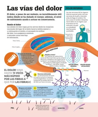 Las vías nerviosas de los órganos
internos avanzan junto a las vías
nerviosas de la piel y músculos
antes de llegar al cerebro. Por
eso a veces el cerebro interpreta
mal el dolor en un órgano, que
se produce en los
músculos o la piel
a su alrededor,
más frecuente
y probable.
DOLOR REFERIDO
Las vías del dolor
El dolor, a pesar de ser molesto, es increíblemente útil:
indica dónde se ha dañado el cuerpo; además, el nivel
de sufrimiento ayuda a actuar en consecuencia.
Sentir el dolor
Las señales de dolor viajan por los nervios desde los receptores
neuronales del lugar de la lesión hacia la médula espinal, y
a continuación al cerebro, el encargado de notificar
del dolor. Los analgésicos sintéticos
o naturales cortan este flujo
de información.
¿Rápido o lento?
Las cubiertas de mielina de los
axones de fibra A permiten que las señales
eléctricas se desplacen más rápido que en
las fibras C. Los receptores de fibra A de la
piel producen un dolor agudo y localizado.
Las fibras C, más lentas, causan
dolores sordos y candentes.
3
Neurona estimulada
Las terminaciones nerviosas
en la piel se activan en respuesta
a las prostaglandinas. Los axones
transportan las señales eléctricas
del dolor por haces nerviosos.
2
Prostaglandinas
Al lesionarse, se estropean
células de la piel. Estas células
liberan unos agentes químicos, las
prostaglandinas, que sensibilizan
las neuronas cercanas.
1
MORETÓN CORTE
DOLOR SORDO,
GENERAL
DOLOR AGUDO,
LOCALIZADO
Bloqueo en el nervio
La anestesia local bloquea
la conducción de los
impulsos eléctricos por
las fibras A y C, y por eso
nunca consiguen llegar
a la médula espinal.
Bloqueo en la lesión
La aspirina bloquea
la generación de
prostaglandinas en
el punto de la lesión
y detiene la sensación.
Neurona
Fibra A rápida
PIEL
Célula dañada
El daño físico estimula los
receptores del dolor, que
dan la primera sensación
de dolor al lesionarse
Molécula de
prostaglandina
que libera la
célula
Fibra C lenta
EL DOLOR VIAJA
HASTA 15 VECES
MÁS RÁPIDO
POR LAS FIBRAS A
QUE POR LAS FIBRAS C
Sensación de
dolor en el
brazo y mitad
izquierda del
pecho
Señal
de dolor
cardiaco
HAZ NERVIOSO
Vaina de
mielina
Axón
 