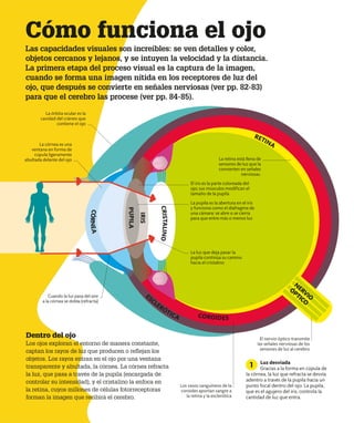 Cuando la luz pasa del aire
a la córnea se dobla (refracta)
La órbita ocular es la
cavidad del cráneo que
contiene el ojo
La pupila es la abertura en el iris
y funciona como el diafragma de
una cámara: se abre o se cierra
para que entre más o menos luz
Los vasos sanguíneos de la
coroides aportan sangre a
la retina y la esclerótica
El nervio óptico transmite
las señales nerviosas de los
sensores de luz al cerebro
Cómo funciona el ojo
Las capacidades visuales son increíbles: se ven detalles y color,
objetos cercanos y lejanos, y se intuyen la velocidad y la distancia.
La primera etapa del proceso visual es la captura de la imagen,
cuando se forma una imagen nítida en los receptores de luz del
ojo, que después se convierte en señales nerviosas (ver pp. 82-83)
para que el cerebro las procese (ver pp. 84-85).
La retina está llena de
sensores de luz que la
convierten en señales
nerviosas.
Dentro del ojo
Los ojos exploran el entorno de manera constante,
captan los rayos de luz que producen o reflejan los
objetos. Los rayos entran en el ojo por una ventana
transparente y abultada, la córnea. La córnea refracta
la luz, que pasa a través de la pupila (encargada de
controlar su intensidad), y el cristalino la enfoca en
la retina, cuyos millones de células fotorreceptoras
forman la imagen que recibirá el cerebro.
Luz desviada
Gracias a la forma en cúpula de
la córnea, la luz que refracta se desvía
adentro a través de la pupila hacia un
punto focal dentro del ojo. La pupila,
que es el agujero del iris, controla la
cantidad de luz que entra.
1
NERVIO
ÓPTICO
C
R
I
S
T
A
L
I
N
O
ESCLERÓTICA COROIDES
I
R
I
S
P
U
P
I
L
A
C
Ó
R
N
E
A
RETINA
El iris es la parte coloreada del
ojo; sus músculos modifican el
tamaño de la pupila
La córnea es una
ventana en forma de
cúpula ligeramente
abultada delante del ojo
La luz que deja pasar la
pupila continúa su camino
hacia el cristalino
 