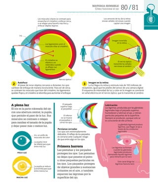 MATERIA SENSIBLE
Cómo funciona el ojo 80 81
Lubricación
Las lágrimas, producidas por las glándulas
lagrimales bajo el párpado superior,
humedecen y lubrican el ojo, y retiran
partículas pequeñas de la superficie.
Siempre se producen, aunque solo se
es consciente de ello al llorar.
La pupila crece
(se dilata) para que
entre más luz
La pupila se reduce
(constriñe) para que
entre menos luz
Iris, un anillo de
músculos de color
poca luz
mucha luz
Primera barrera
Las pestañas y los párpados
protegen los ojos. Las pestañas
no dejan que penetre el polvo
u otras pequeñas partículas en
los ojos. Los párpados protegen
de objetos grandes y sustancias
irritantes en el aire, y también
esparcen las lágrimas por la
superficie del ojo.
Este canal dirige las
lágrimas hacia la nariz
La glándula lagrimal produce
lágrimas, que llegan al ojo a
través de los conductos
lagrimales
A plena luz
El iris es la parte coloreada del ojo
con una abertura central, la pupila,
que permite el paso de la luz. Sus
músculos se contraen o relajan
para cambiar el tamaño de la pupila
y dejar pasar más o menos luz.
Imagen invertida
en la retina
Nervio óptico
Iris
Los sensores de luz de la retina
envían señales nerviosas cuando
captan una imagen
El nervio óptico
transmite las señales
nerviosas al cerebro
El párpado
superior baja
al parpadear
El inferior
no se mueve
al parpadear o
cerrar los ojos
Autofoco
Al pasar de mirar objetos cercanos a distantes, los ojos
cambian de enfoque de manera inconsciente. Para ver de cerca,
se contraen los músculos que tiran del cristalino, los ligamentos
quedan flojos y el cristalino se abomba para aumentar el enfoque.
Imagen en la retina
La luz llega a la retina y estimula más de 100 millones de
receptores, igual que los píxeles del sensor de una cámara digital.
El esquema de intensidad de luz y color en la imagen se convierte
en señal eléctrica en el nervio óptico, que lo transmite al cerebro.
2 3
Persianas cerradas
Los ojos son extremadamente
delicados. El reflejo de los párpados
es cerrarse ante cualquier riesgo
de que entre algo en los ojos.
Las lágrimas se forman
cuando las glándulas
lagrimales producen
demasiado líquido lagrimal
para retirarlo por la nariz
Los músculos ciliares se contraen para
ensanchar el cristalino y enfocar cerca,
o se relajan para hacerlo más fino y
enfocar objetos lejanos
El cristalino es
elástico y se
redondea cuando
se aflojan sus
ligamentos
Los ligamentos unen el
músculo ciliar al cristalino
 