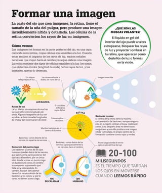 Formar una imagen
La parte del ojo que crea imágenes, la retina, tiene el
tamaño de la uña del pulgar, pero produce una imagen
increíblemente nítida y detallada. Las células de la
retina convierten los rayos de luz en imágenes.
Rayos de luz
La luz blanca se compone de muchas
luces de diferentes longitudes de
onda. Algunos receptores de luz son
sensibles a determinadas longitudes
de onda y dan la sensación de color.
Bastones y conos
El centro de la retina tiene la máxima
concentración de bastones, aunque ninguno
está en la región central, o fóvea, repleta de
conos. Esta pequeña área no tiene vasos
sanguíneos y por ello produce una imagen
nítida y detallada. El propio centro de la
fóvea solo contiene conos rojos y verdes.
LUZ BLANCA
OJO
DE CALAMAR
OJO
HUMANO
Evolución del punto ciego
Los bastones y conos de los ojos
humanos quedan detrás de los nervios,
que salen por la parte posterior del
ojo hacia el cerebro, por un único
sitio, donde se crea un punto ciego
sin bastones ni conos. El cerebro
lo compensa suponiendo qué
falta ahí y rellenándolo. En
cambio, los ojos del calamar
tienen los nervios detrás de los
bastones y los conos, y, por lo
tanto, no tienen punto ciego.
Cómo vemos
Las imágenes se forman en la parte posterior del ojo, en una capa
conocida como retina, cuyas células son sensibles a la luz. Cuando
estas reciben el impacto de los rayos de luz, emiten señales
nerviosas que viajan hacia el cerebro para que elabore una imagen.
La retina contiene dos tipos de células sensibles a la luz: los conos,
que detectan el color (longitud de onda) de los rayos de luz, y los
bastones, que no lo detectan.
Bastones y conos delante de los
nervios, no tapan la vía nerviosa
Bastones y conos detrás de los
nervios, tapan parcialmente la
vía nerviosa hacia el cerebro
Fóvea repleta
de conos
Muchos bastones en el
centro de la retina
Punto ciego donde el nervio
óptico sale del final del ojo
Imagen invertida
¿QUÉ SON LAS
MOSCAS VOLANTES?
El líquido en gel del
interior del ojo puede a veces
estropearse, bloquear los rayos
de luz y proyectar sombras en
la retina, que aparecen como
destellos de luz o formas
en la visión.
La córnea refracta, o
dobla, los rayos de luz
El cristalino
enfoca los
rayos de luz
Un objeto
refleja rayos de luz
RETINA
20-100
MILISEGUNDOS
ES EL TIEMPO QUE TARDAN
LOS OJOS EN MOVERSE
CUANDO LEEMOS RÁPIDO
 