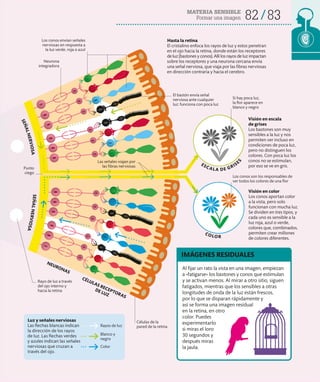 MATERIA SENSIBLE
Formar una imagen 82 83
Visión en escala
de grises
Los bastones son muy
sensibles a la luz y nos
permiten ver incluso en
condiciones de poca luz,
pero no distinguen los
colores. Con poca luz los
conos no se estimulan,
por eso se ve en gris.
Visión en color
Los conos aportan color
a la vista, pero solo
funcionan con mucha luz.
Se dividen en tres tipos, y
cada uno es sensible a la
luz roja, azul o verde,
colores que, combinados,
permiten crear millones
de colores diferentes.
Al fijar un rato la vista en una imagen, empiezan
a «fatigarse» los bastones y conos que estimulan
y se activan menos. Al mirar a otro sitio, siguen
fatigados, mientras que los sensibles a otras
longitudes de onda de la luz están frescos,
por lo que se disparan rápidamente y
así se forma una imagen residual
en la retina, en otro
color. Puedes
experimentarlo
si miras el loro
30 segundos y
después miras
la jaula.
IMÁGENES RESIDUALES
Hasta la retina
El cristalino enfoca los rayos de luz y estos penetran
en el ojo hacia la retina, donde están los receptores
de luz (bastones y conos). Allí los rayos de luz impactan
sobre los receptores y una neurona cercana envía
una señal nerviosa, que viaja por las fibras nerviosas
en dirección contraria y hacia el cerebro.
Los conos envían señales
nerviosas en respuesta a
la luz verde, roja o azul
Neurona
integradora
Los conos son los responsables de
ver todos los colores de una flor
Si hay poca luz,
la flor aparece en
blanco y negro
Las señales viajan por
las fibras nerviosas
Rayo de luz a través
del ojo interno y
hacia la retina
Células de la
pared de la retina
El bastón envía señal
nerviosa ante cualquier
luz: funciona con poca luz
ESCALA DE GRISE
S
Luz y señales nerviosas
Las flechas blancas indican
la dirección de los rayos
de luz. Las flechas verdes
y azules indican las señales
nerviosas que cruzan a
través del ojo.
Rayos de luz
Blanco y
negro
Color
Punto
ciego
COLOR
NEURONAS
CÉLULAS RECEPTORAS
DE LUZ
S
E
Ñ
A
L
N
E
R
V
I
O
S
A
S
E
Ñ
A
L
N
E
R
V
I
O
S
A
 