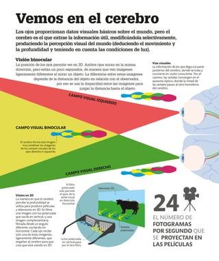 Vemos en el cerebro
Los ojos proporcionan datos visuales básicos sobre el mundo, pero el
cerebro es el que extrae la información útil, modificándola selectivamente,
produciendo la percepción visual del mundo (deduciendo el movimiento y
la profundidad y teniendo en cuenta las condiciones de luz).
Visión binocular
La posición de los ojos permite ver en 3D. Ambos ojos miran en la misma
dirección, pero están un poco separados, de manera que ven imágenes
ligeramente diferentes al mirar un objeto. La diferencia entre estas imágenes
depende de la distancia del objeto en relación con el observador,
por eso se usa la disparidad entre las imágenes para
juzgar la distancia hasta el objeto.
Vías visuales
La información de los ojos llega a la parte
posterior del cerebro, donde se trata y
convierte en visión consciente. Por el
camino, las señales convergen en el
quiasma óptico, donde la mitad de
las señales pasan al otro hemisferio
del cerebro.
Visión en 3D
La manera en que el cerebro
percibe la profundidad se
utiliza para producir películas
y televisores en 3D. Se filma
una imagen con luz polarizada
que oscile en vertical, y una
imagen complementaria,
filmada desde un ángulo
diferente, oscilando en
horizontal. Cada ojo recibe
solo una de estas imágenes,
ligeramente diferentes, que
engañan al cerebro para que
crea que está viendo en 3D.
El cerebro forma esta imagen
tras combinar las imágenes
de los campos visuales de los
ojos derecho e izquierdo
CAMPO VISUAL BINOCULAR
La luz polarizada
en vertical pasa
por el otro filtro
Señales
polarizadas
El filtro
polarizado
solo permite
el paso de la
señal visual
en dirección
horizontal
Televisión 3D
24
EL NÚMERO DE
FOTOGRAMAS
POR SEGUNDO QUE
SE PROYECTAN EN
LAS PELÍCULAS
CAMPO VISUAL IZQUIERDO
CAMPO VISUAL DERECHO
 