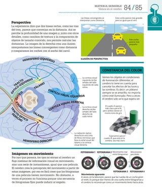MATERIA SENSIBLE
Vemos en el cerebro 84 85
Imágenes en movimiento
Por raro que parezca, los ojos no envían al cerebro un
flujo continuo de información visual en movimiento,
sino una serie de instantáneas, igual que una película.
El cerebro crea la percepción del movimiento a partir de
estas imágenes; por eso es fácil creer que los fotogramas
de una película tienen movimiento. No obstante, a
veces el proceso no funciona porque una secuencia
de fotogramas fijos puede inducir al engaño.
Movimiento aparente
A veces, en la televisión, parece que las ruedas de un coche giren
al revés. Es porque dan menos de una vuelta entre fotogramas y
el cerebro lo reconstruye como un movimiento lento hacia atrás.
Vemos los objetos en condiciones
de iluminación diferentes; el
cerebro lo tiene en cuenta para
cancelar los efectos de las luces y
las sombras. Es decir, un plátano
siempre se ve amarillo, no importa
cómo esté iluminado. Pero a veces
el cerebro solo ve lo que espera ver.
CONSTANCIA DEL COLOR
Este coche
parece más
pequeño
Este coche parece más grande,
pero es igual que el otro
Las líneas convergentes se
interpretan como distancia
Movimiento real
entre fotogramas
Movimiento
percibido
ILUSIÓN DE PERSPECTIVA
La corteza visual
izquierda recibe
señales del lado
izquierdo de cada
retina
La corteza visual
derecha recibe
señales del lado
derecho de
cada retina
Perspectiva
La experiencia dice que dos líneas rectas, como las vías
del tren, parece que converjan en la distancia. Así se
percibe la profundidad de una imagen y, junto con otros
detalles, como cambios de textura y la comparación de
objetos de tamaño conocido, nos permite calcular las
distancias. La imagen de la derecha crea una ilusión:
interpretamos las líneas convergentes como distancia
y comparamos los coches con el ancho del carril.
Esperamos que el
cuadro B, que está en la
sombra, sea más claro
El cuadro A parece
más claro que el B,
pero ambos tienen el
mismo tono de gris
TÁLAMO
TÁLAMO
Ó
P
T
I
CO
IZQUIERDO
T
R
A
C
TO
ÓPTICO
HEMISFERIO IZQUIERDO
Q
U
I
A
S
M
A
A
B
Ó
P
T
I
C
O
HEMISFERIO DERECHO
CORTEZA VISUAL IZQUIERDA
CORTEZA VISUAL DERECHA
La radiación óptica
derecha es una cinta
de fibras nerviosas que
lleva la señal visual del
tálamo a la corteza
visual derecha
FOTOGRAMA1 FOTOGRAMA2
FOTOGRAMA3 FOTOGRAMA4
TRACTO
D
ERECHO
 