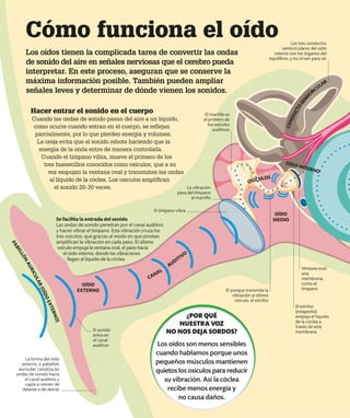 Cómo funciona el oído
Los oídos tienen la complicada tarea de convertir las ondas
de sonido del aire en señales nerviosas que el cerebro pueda
interpretar. En este proceso, aseguran que se conserve la
máxima información posible. También pueden ampliar
señales leves y determinar de dónde vienen los sonidos.
Hacer entrar el sonido en el cuerpo
Cuando las ondas de sonido pasan del aire a un líquido,
como ocurre cuando entran en el cuerpo, se reflejan
parcialmente, por lo que pierden energía y volumen.
La oreja evita que el sonido rebote haciendo que la
energía de la onda entre de manera controlada.
Cuando el tímpano vibra, mueve el primero de los
tres huesecillos conocidos como osículos, que a su
vez empujan la ventana oval y transmiten las ondas
al líquido de la cóclea. Los osículos amplifican
el sonido 20-30 veces.
La forma del oído
externo, o pabellón
auricular, canaliza las
ondas de sonido hacia
el canal auditivo y
capta si vienen de
delante o de detrás
El tímpano vibra
Se facilita la entrada del sonido
Las ondas de sonido penetran por el canal auditivo
y hacen vibrar el tímpano. Esta vibración cruza los
tres osículos, que gracias al modo en que pivotan
amplifican la vibración en cada paso. El último
osículo empuja la ventana oval, el paso hacia
el oído interno, donde las vibraciones
llegan al líquido de la cóclea.
El sonido
entra en
el canal
auditivo
El martillo es
el primero de
los osículos
auditivos
Los tres conductos
semicirculares del oído
interno son los órganos del
equilibrio, y no sirven para oír
El estribo
(estapedio)
empuja el líquido
de la cóclea a
través de esta
membrana
Ventana oval:
una
membrana,
como el
tímpano
El yunque transmite la
vibración al último
osículo, el estribo
CANAL
AUDITIVO
C
O
N
D
U
C
T
O
S
E
M
I
CIRCULAR
P
A
B
E
L
L
Ó
N
A
U
R
I
C
U
L
A
R
(
O
Í
D
O
E
X
T
E
R
N
O
)
OÍDO
MEDIO
OÍDO INTERNO
La vibración
pasa del tímpano
al martillo
OÍDO
EXTERNO
OSÍCULOS
¿POR QUÉ
NUESTRA VOZ
NO NOS DEJA SORDOS?
Los oídos son menos sensibles
cuando hablamos porque unos
pequeños músculos mantienen
quietos los osículos para reducir
su vibración. Así la cóclea
recibe menos energía y
no causa daños.
 